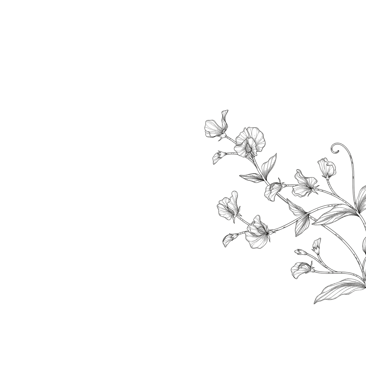 Delicate black and white botanical sketch of sweet pea flowers with leaves and tendrils on a white background.