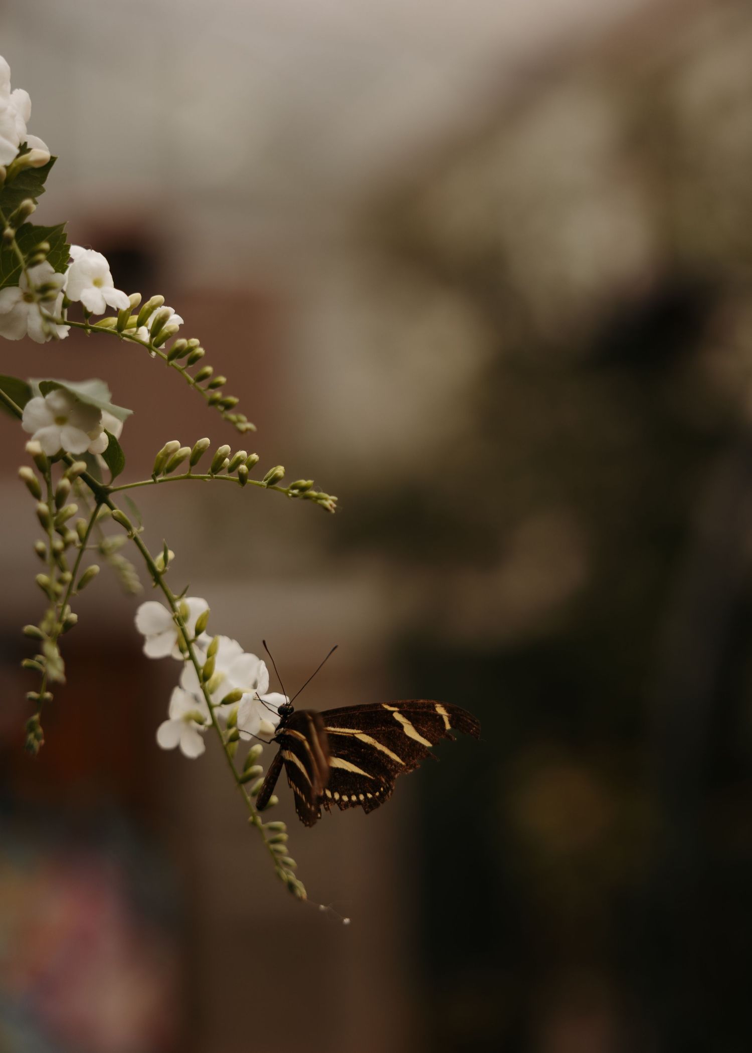A zebra longwing butterfly perched on delicate white flowers with a blurred bokeh background.