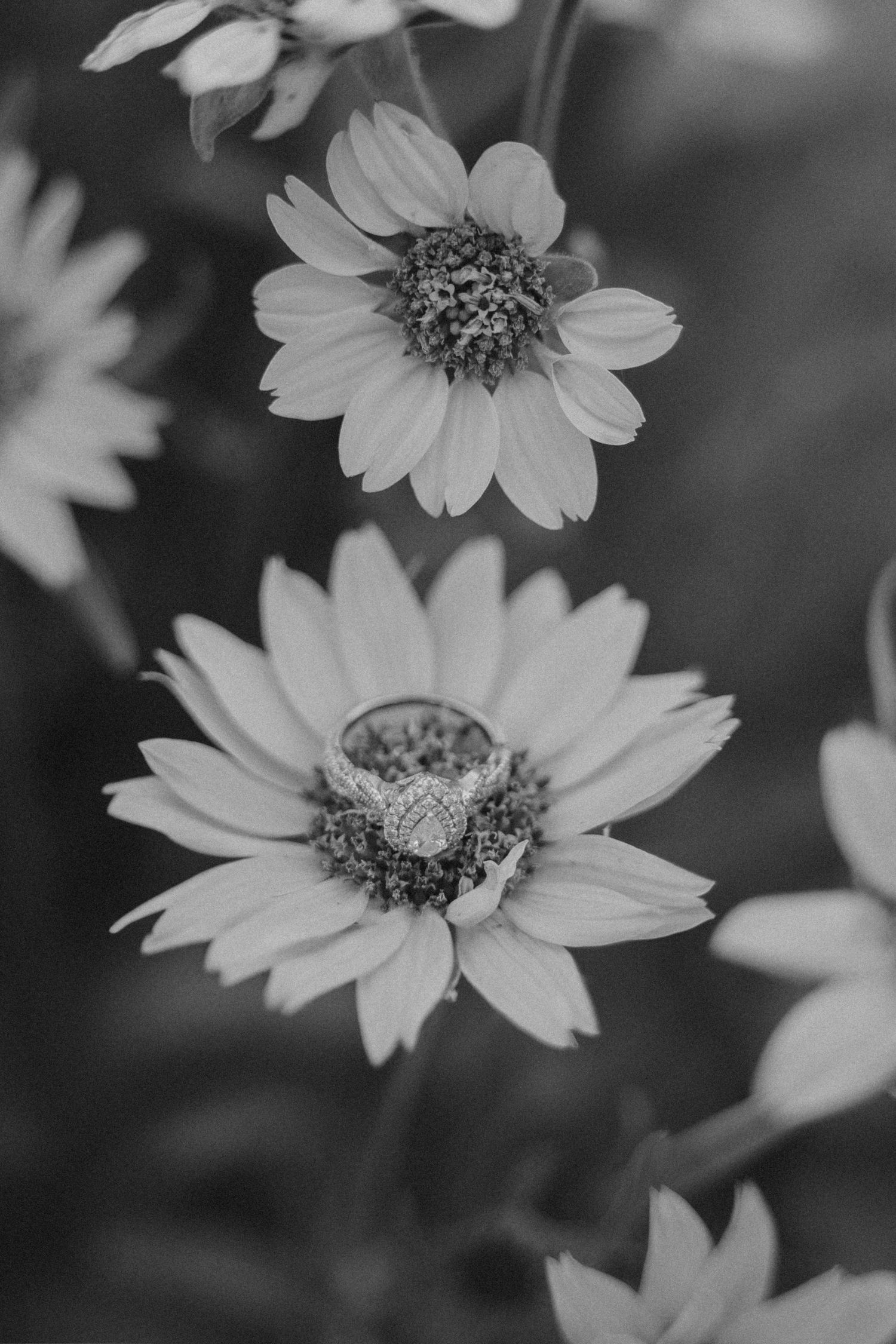 Black and white close-up of delicate daisy flowers with detailed center patterns.