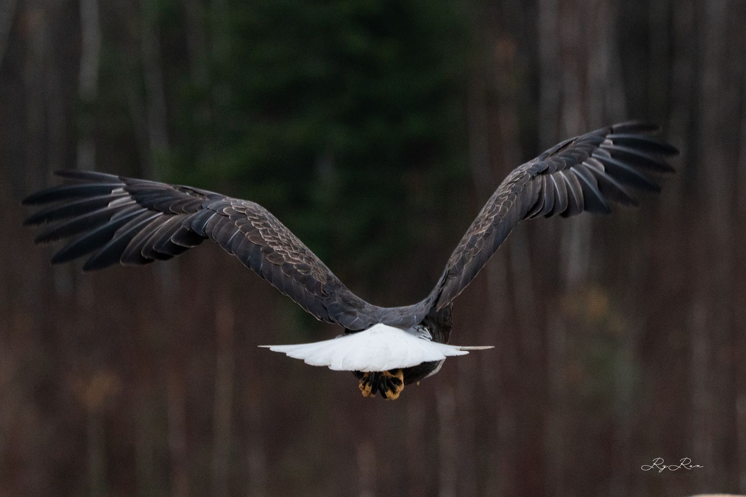 Majestic bald eagle soaring with wings fully spread against a dark forest background.