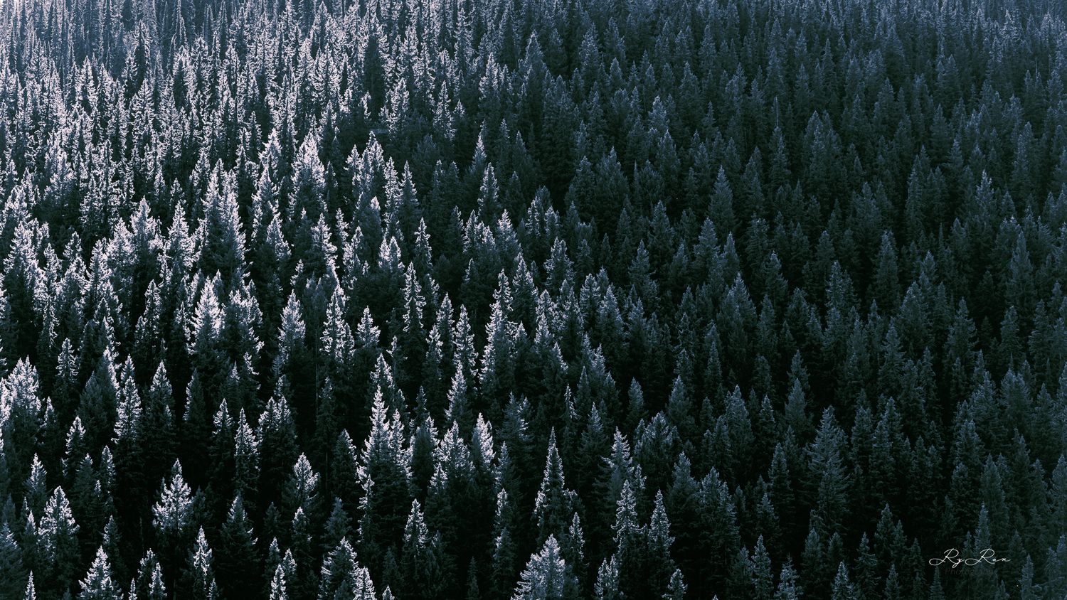 Aerial view of snow-covered evergreen forest creating a dense pattern in winter landscape.