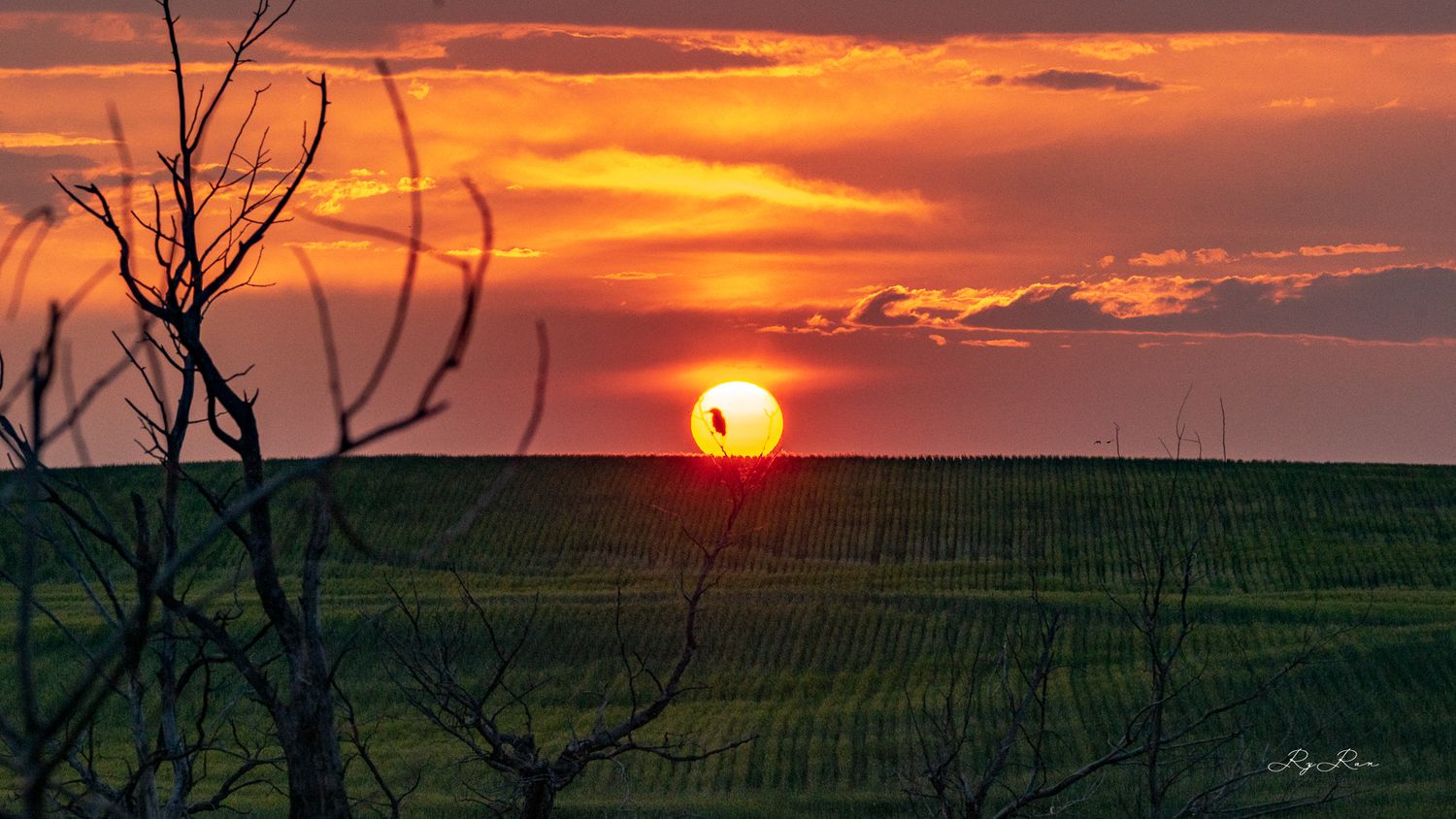 Vibrant orange sunset over rolling green fields with silhouetted tree branches in the foreground.