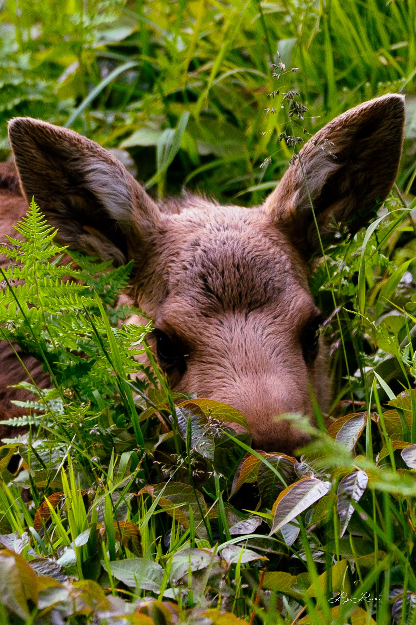Close-up of a young deer's face nestled in lush green ferns and vegetation.