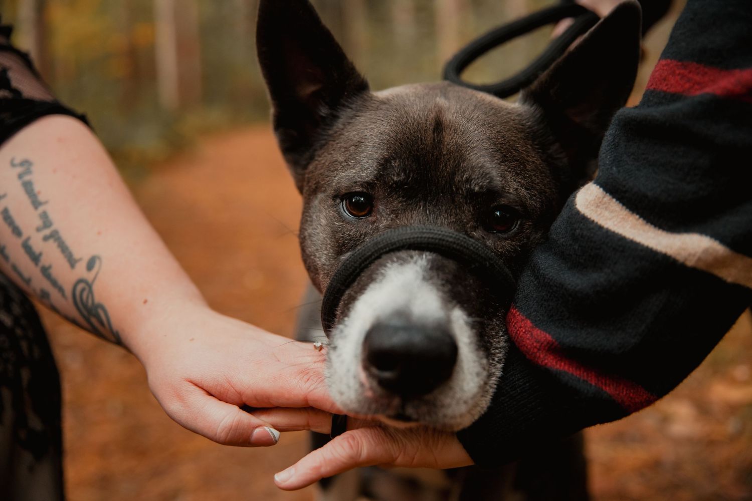 Close up of a black and white dog's face being pet by someone with a visible tattoo on their arm. couples engagement