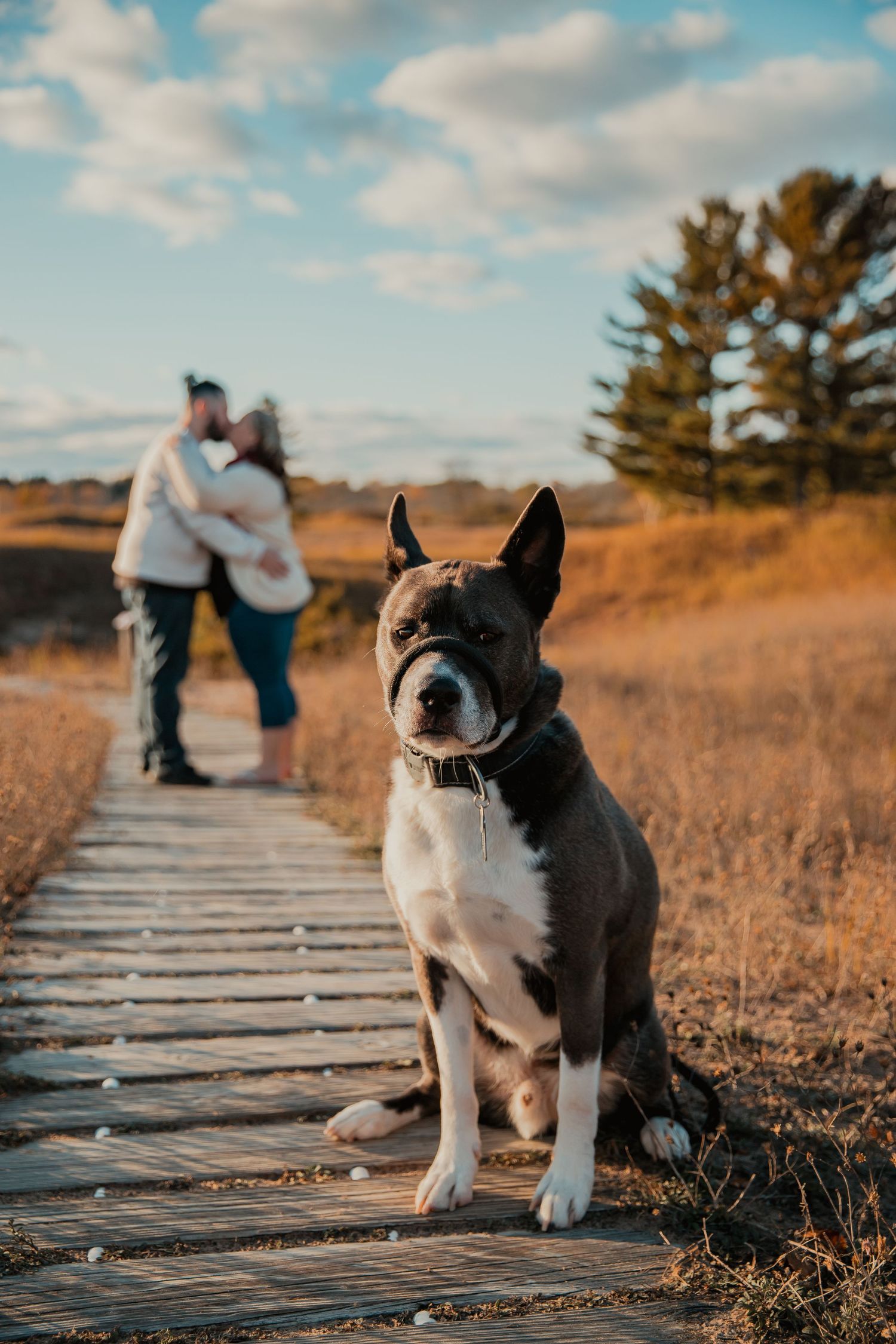 A pit bull dog sits on a wooden boardwalk with a couple in the background during golden hour. couples engagement