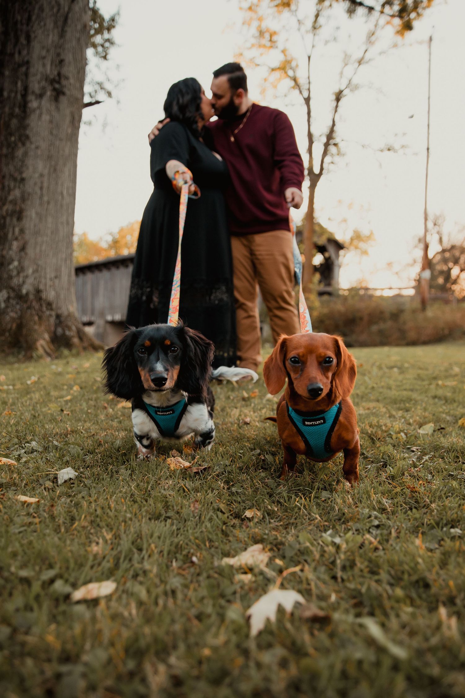 Two dogs in harnesses pose with their owners on a grassy lawn. couples engagement