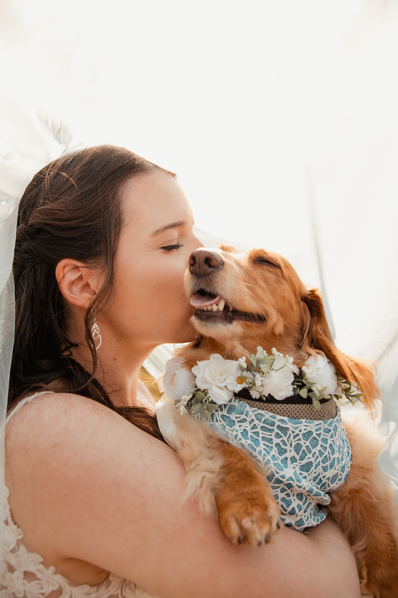 A Cavalier King Charles Spaniel wearing a blue bandana lovingly shows affection through sweet kisses and cuddles.