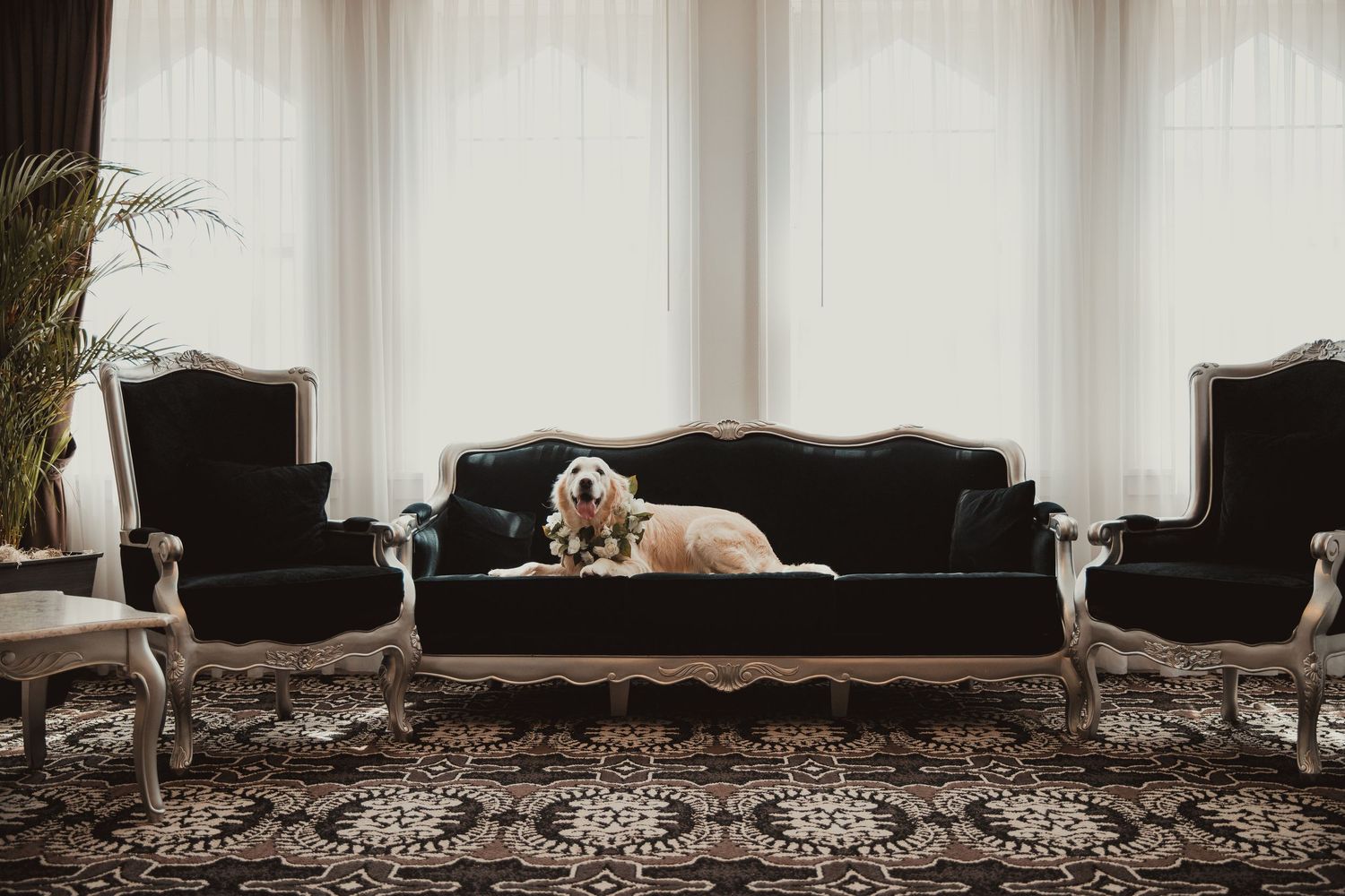 A golden retriever lounges on an elegant vintage black sofa in a formal living room setting. wedding dog