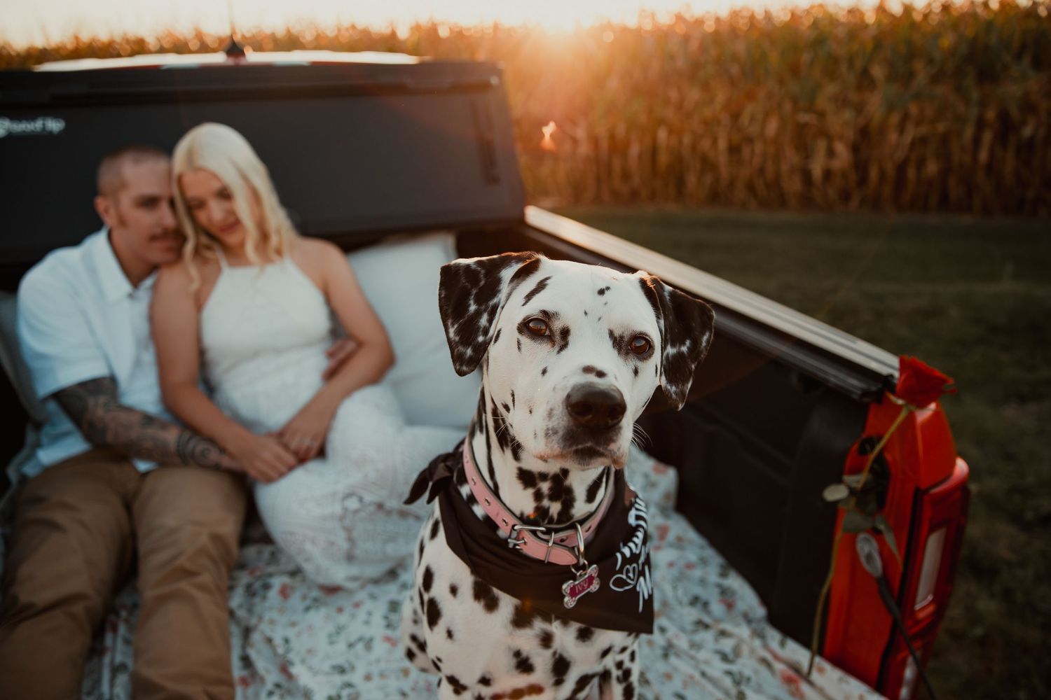 A Dalmatian dog sits in the bed of a pickup truck at sunset with couple in background. wedding engagement couple