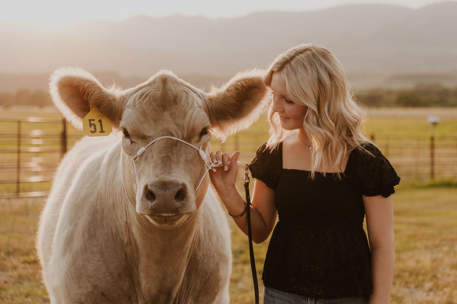 A charming farm portrait features a friendly light-colored steer and rustic country setting at sunset.