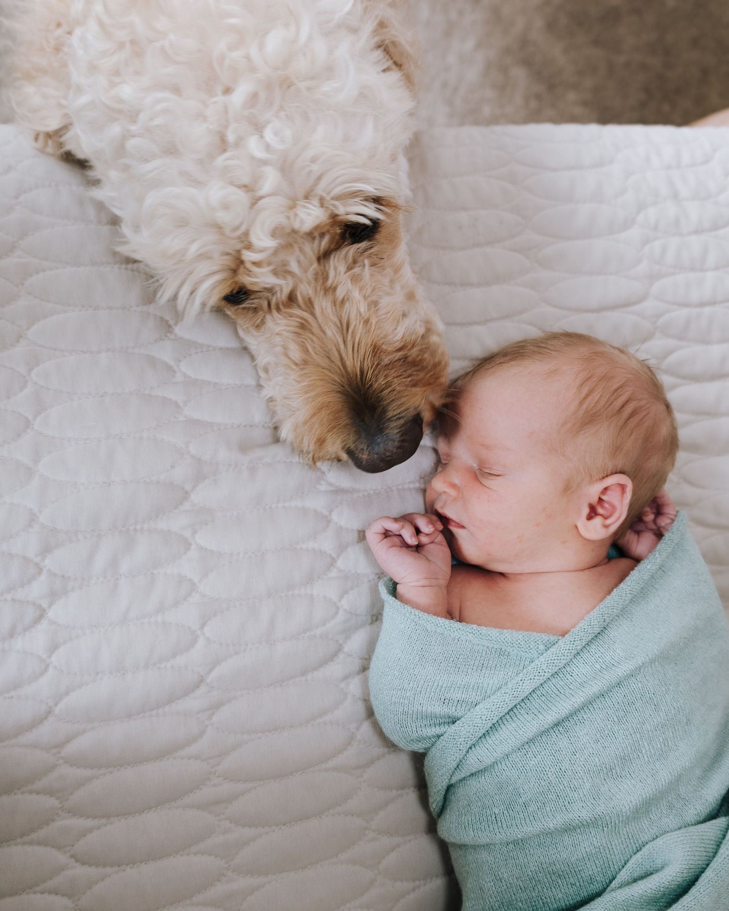 A fluffy white dog snuggles next to a sleeping newborn baby wrapped in a mint green blanket.