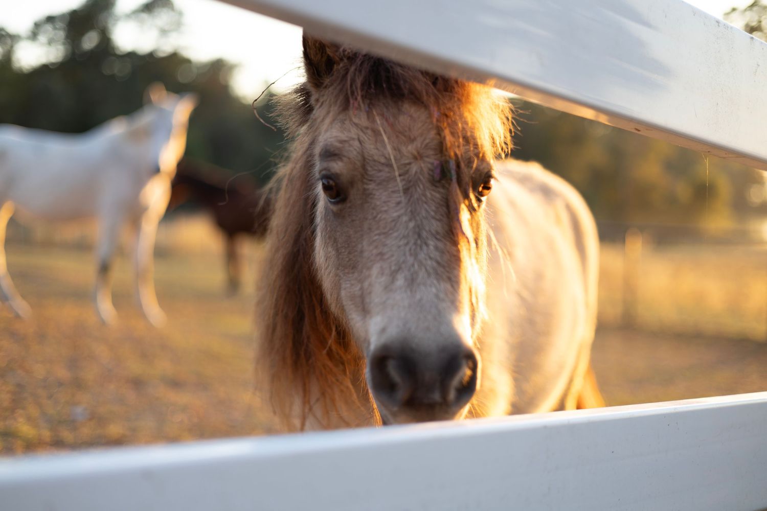 Brown miniature pony looks through white fence rails at golden sunset on a farm.
