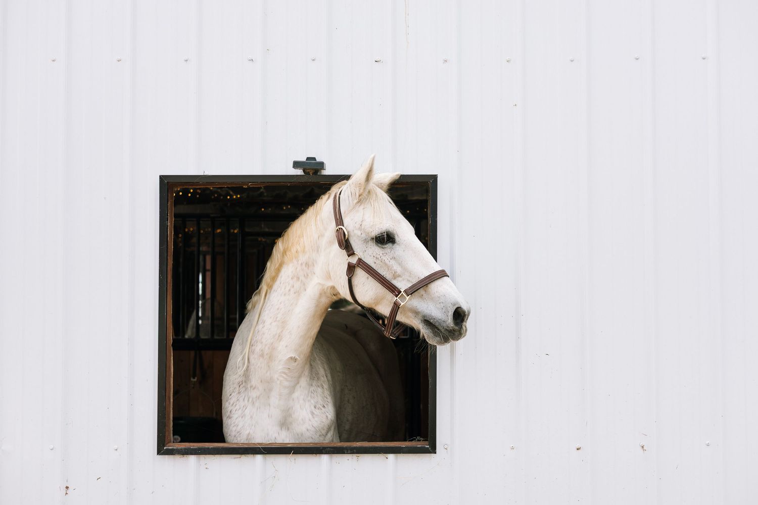 White horse peers curiously through stable window opening in a bright white barn wall.