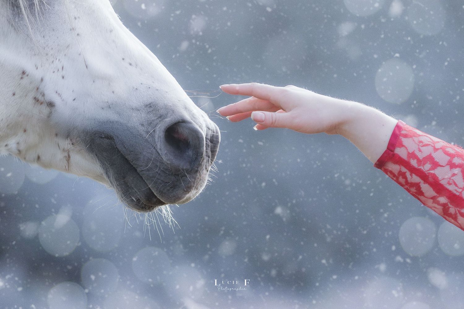A white horse's nose reaches toward an outstretched hand wearing a red sleeve while snow falls in the background.