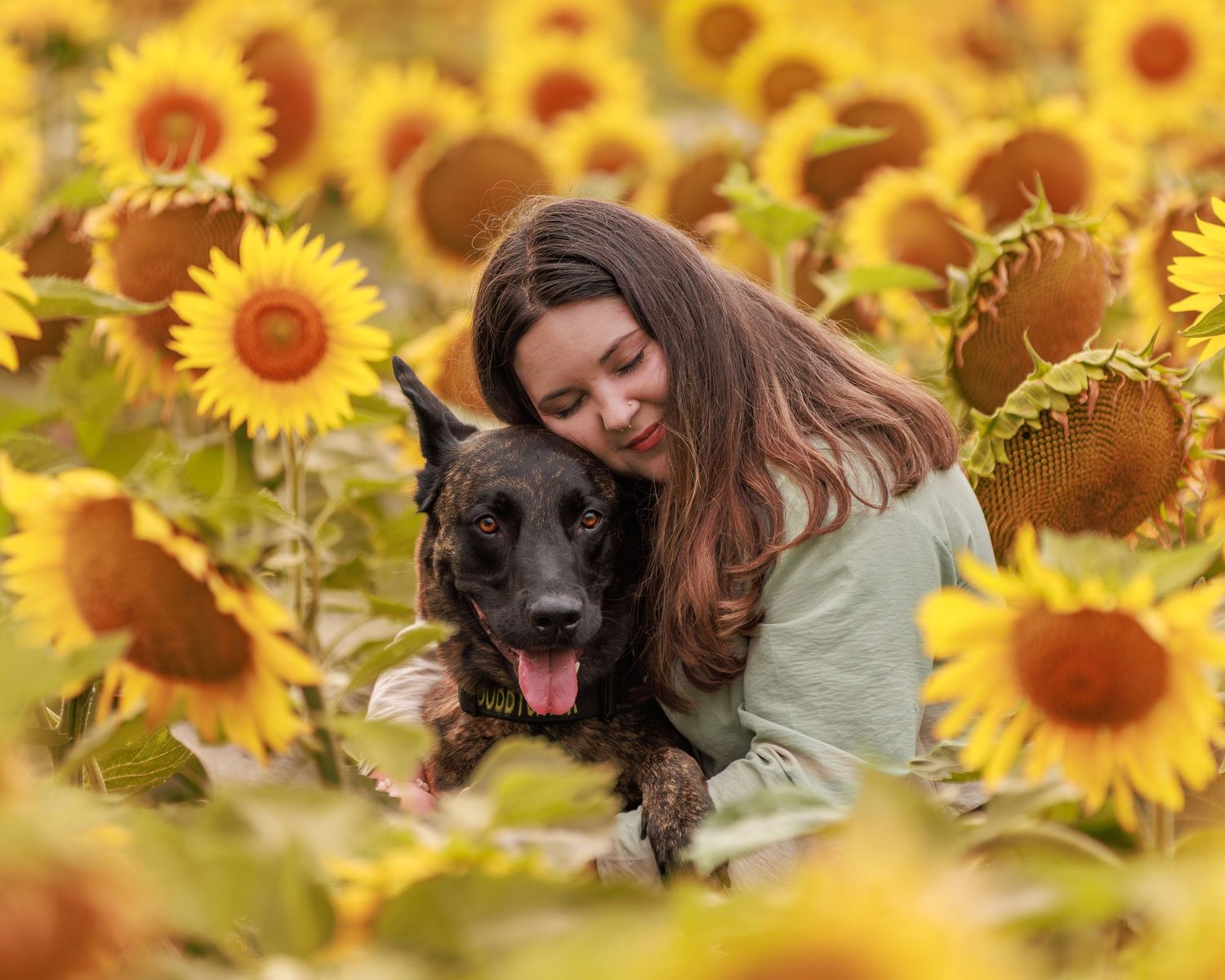 A black dog and someone sitting among bright yellow blooming sunflowers in a sunny field.
