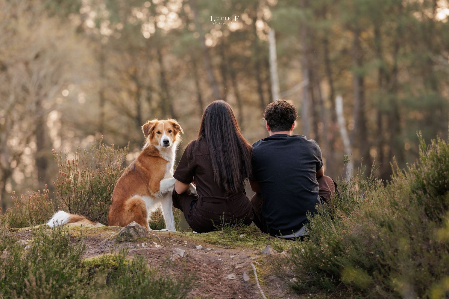 A dog and person sit together on a hill during golden hour as the sun sets in a wooded area.