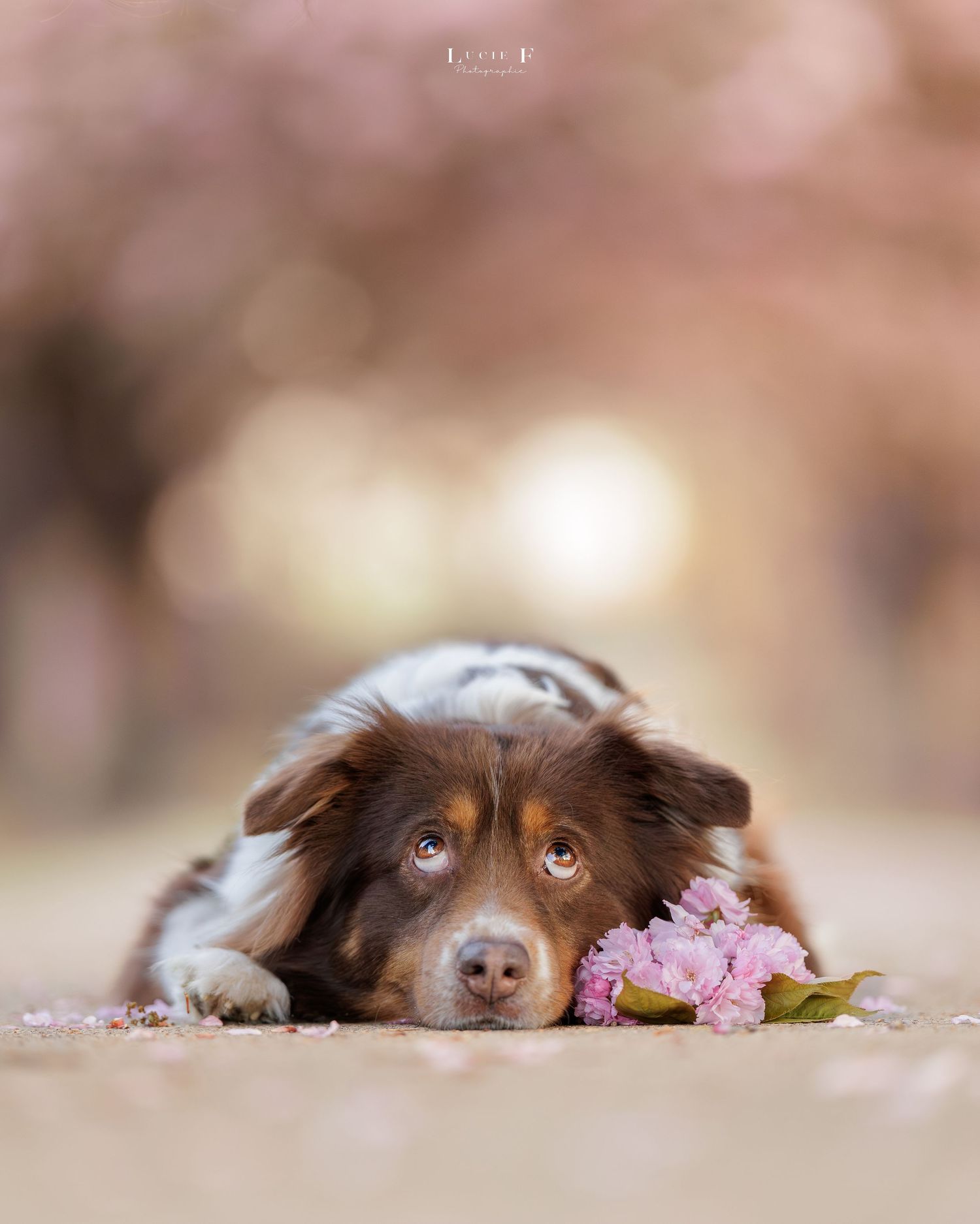 A brown and white Australian Shepherd dog rests its head near pink cherry blossoms on the ground.