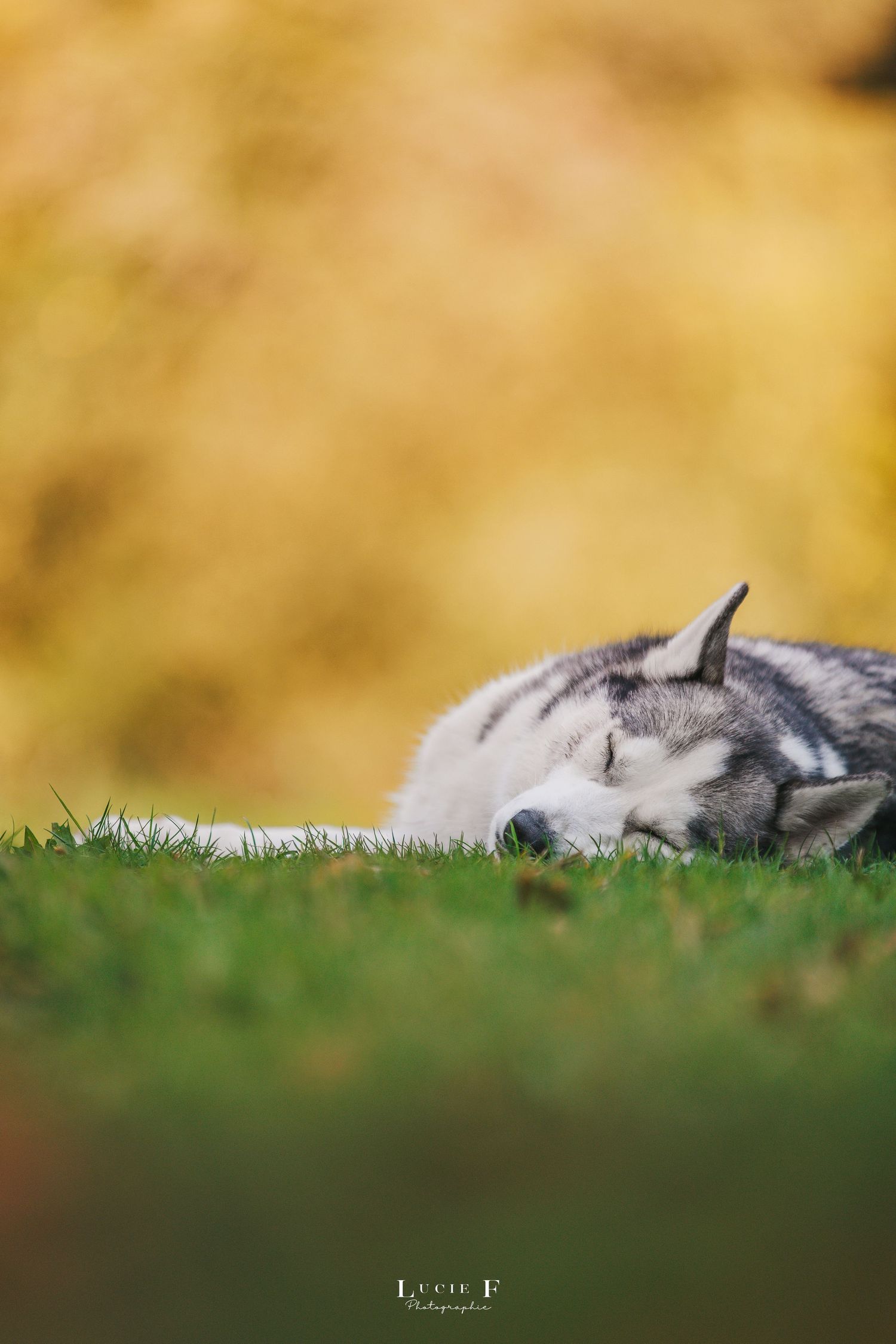 A husky dog rests peacefully on green grass against a warm golden bokeh background.