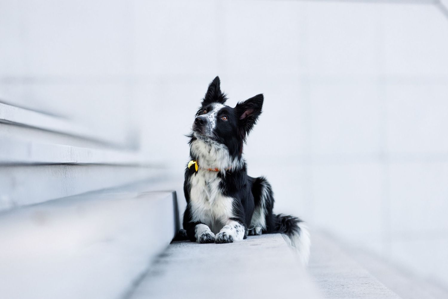 A black and white border collie dog rests on a white couch with its head tilted to the side.