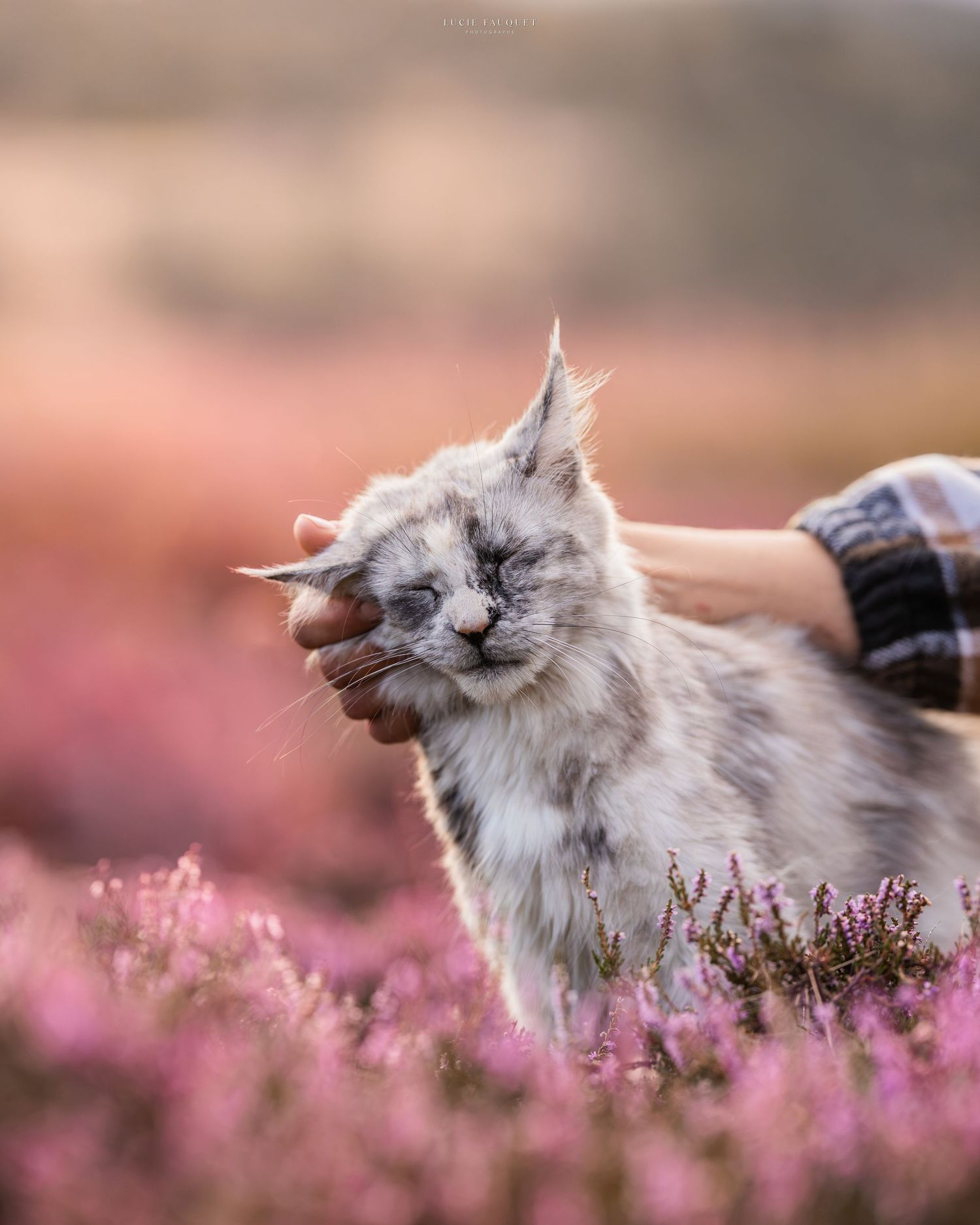 A fluffy Maine Coon cat being petted in a field of blooming pink heather flowers.