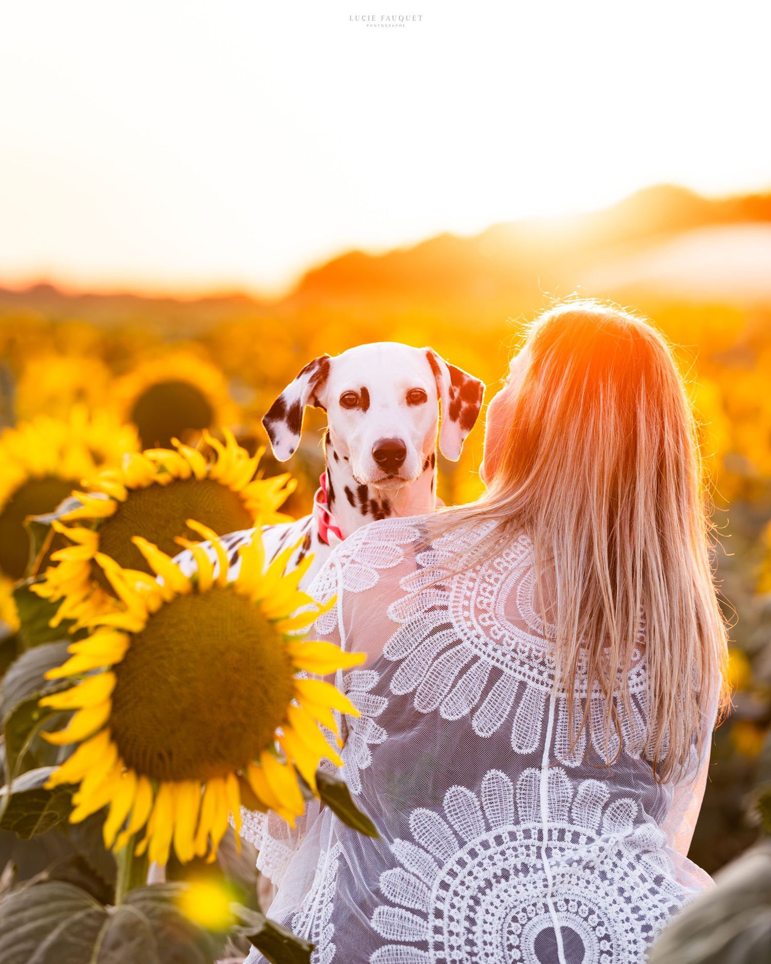 A woman holds a Dalmatian dog in a golden sunflower field at sunset, both facing the warm glowing horizon.