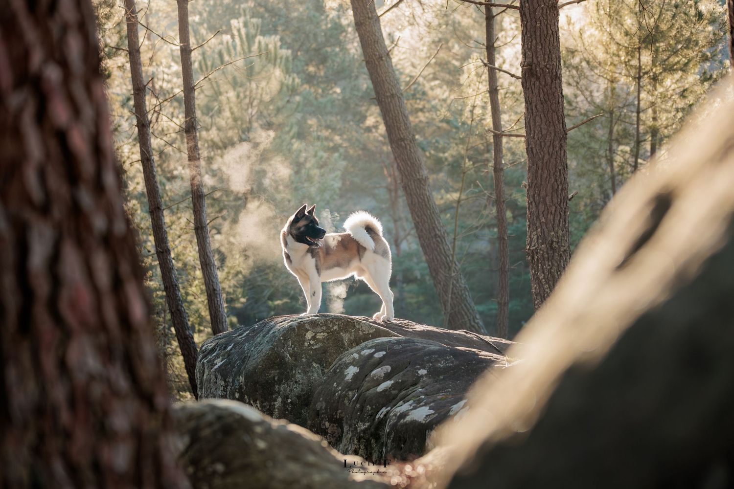 A black and white cat sits perched on a tree branch in a sunlit forest setting.