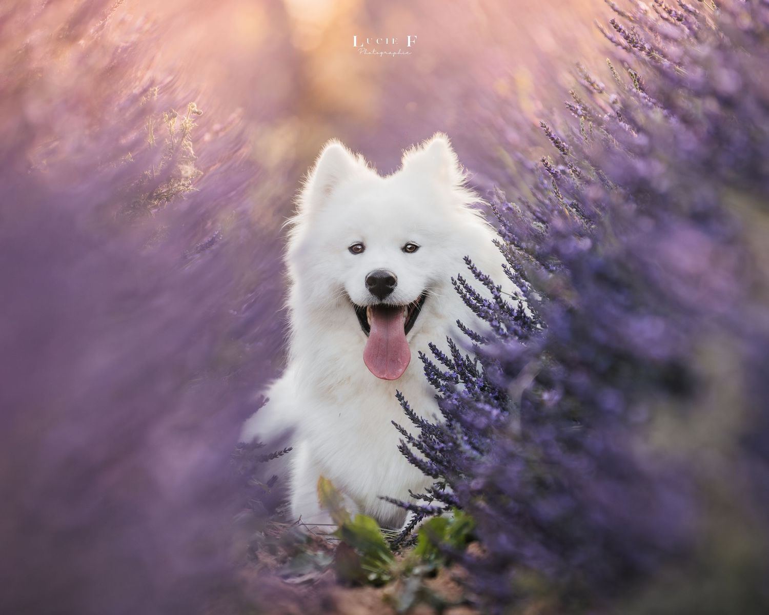 White Samoyed dog sitting in a blooming purple lavender field with soft sunlight filtering through.