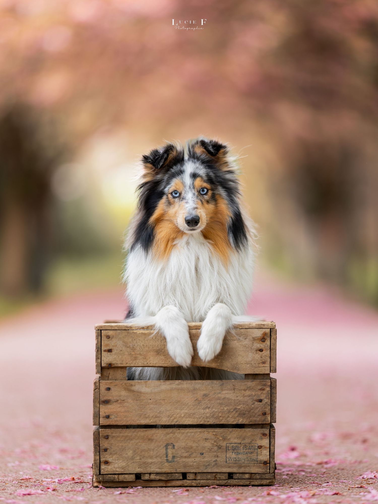 A fluffy Shetland Sheepdog rests its paws on a rustic wooden crate on a pink blossom-lined path.