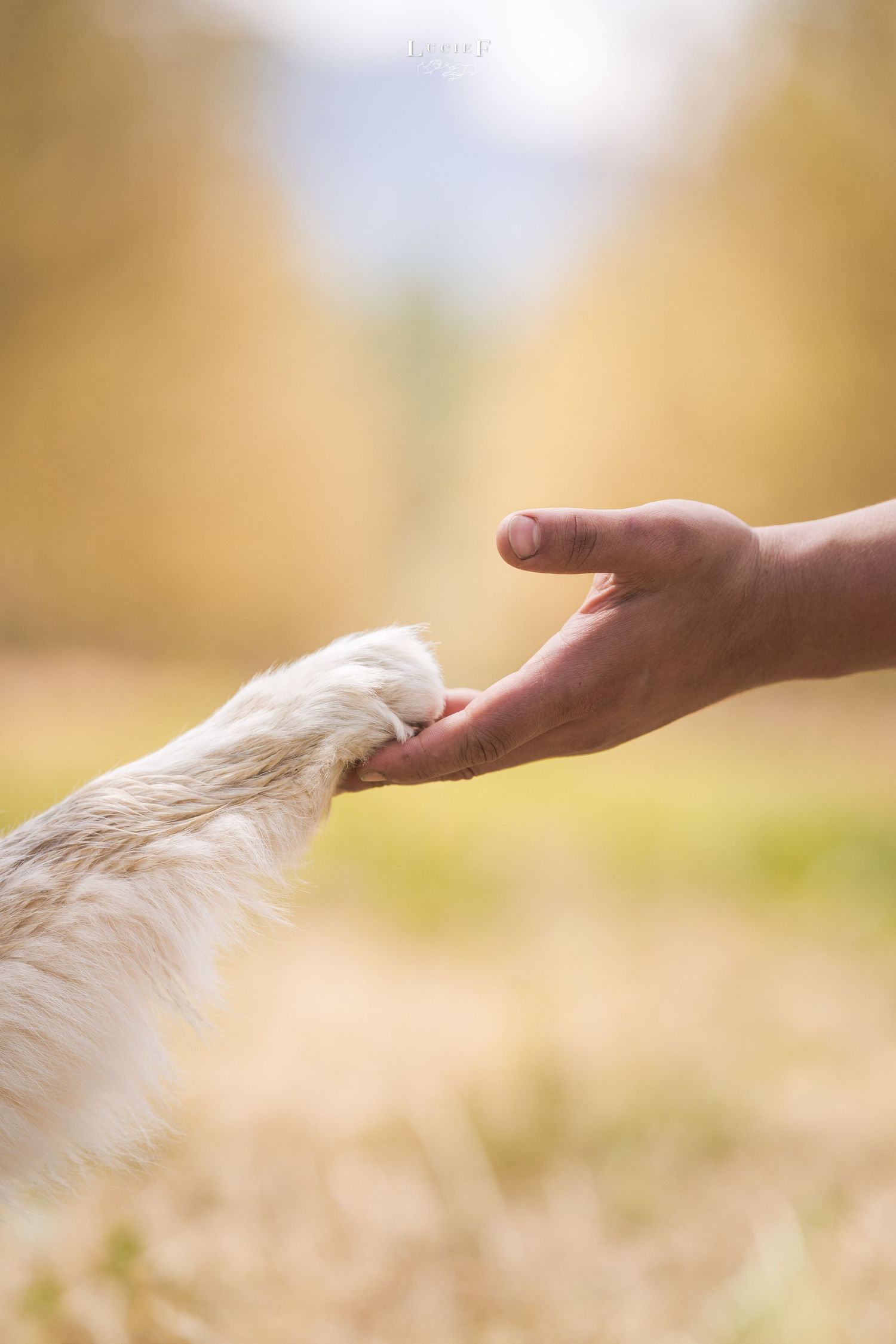 A dog's white paw gently touching a human hand outdoors in an autumn setting with golden bokeh background.