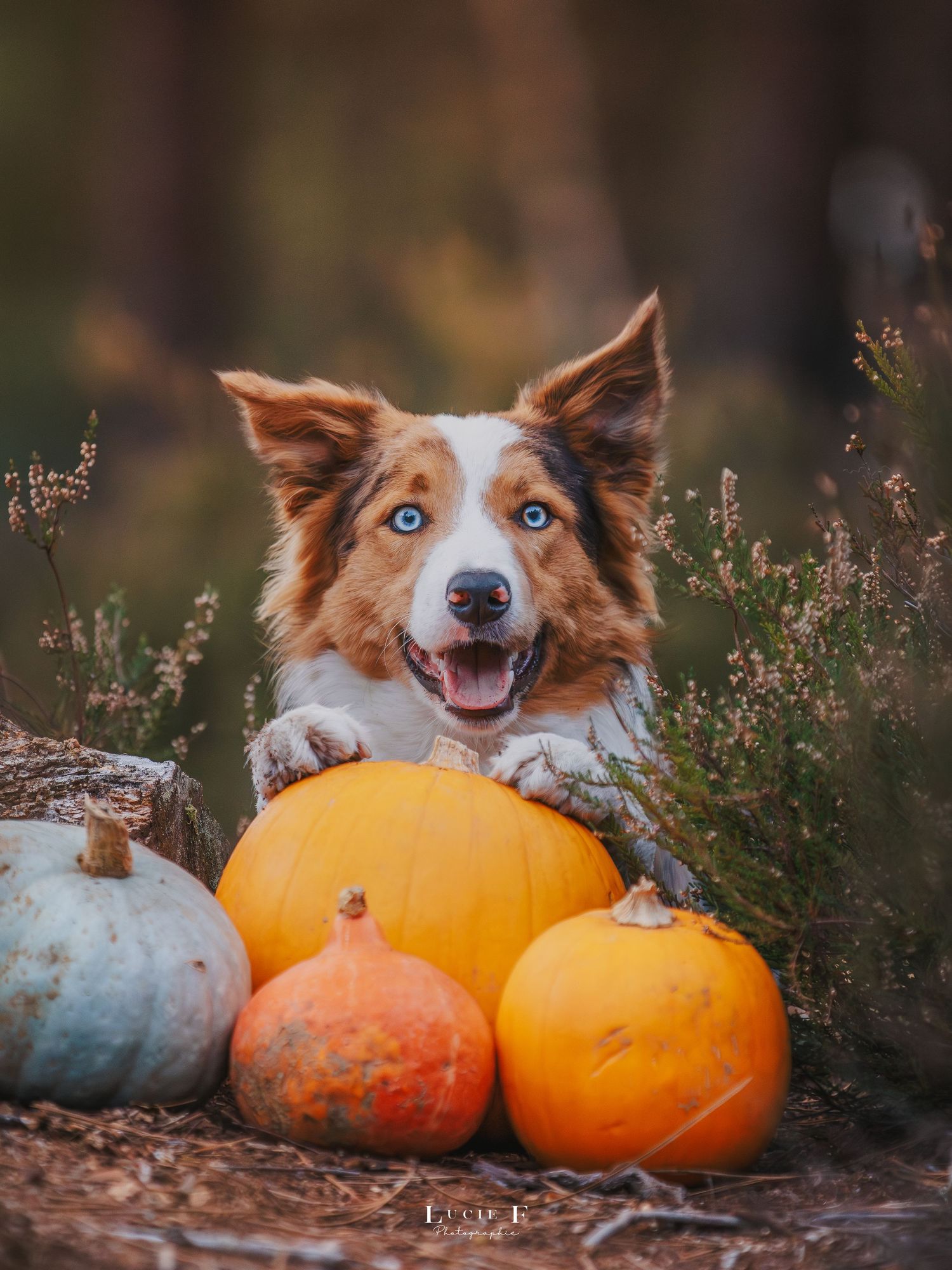 A happy Australian Shepherd dog poses playfully with orange pumpkins among purple heather flowers in autumn.