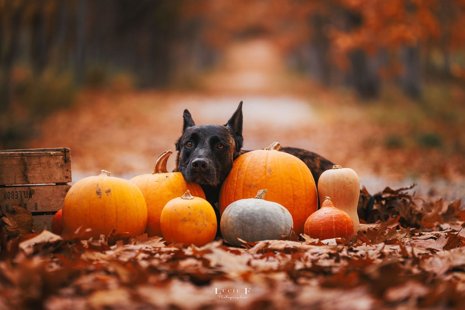 A black dog lies among autumn leaves and orange pumpkins in a cozy outdoor fall scene.