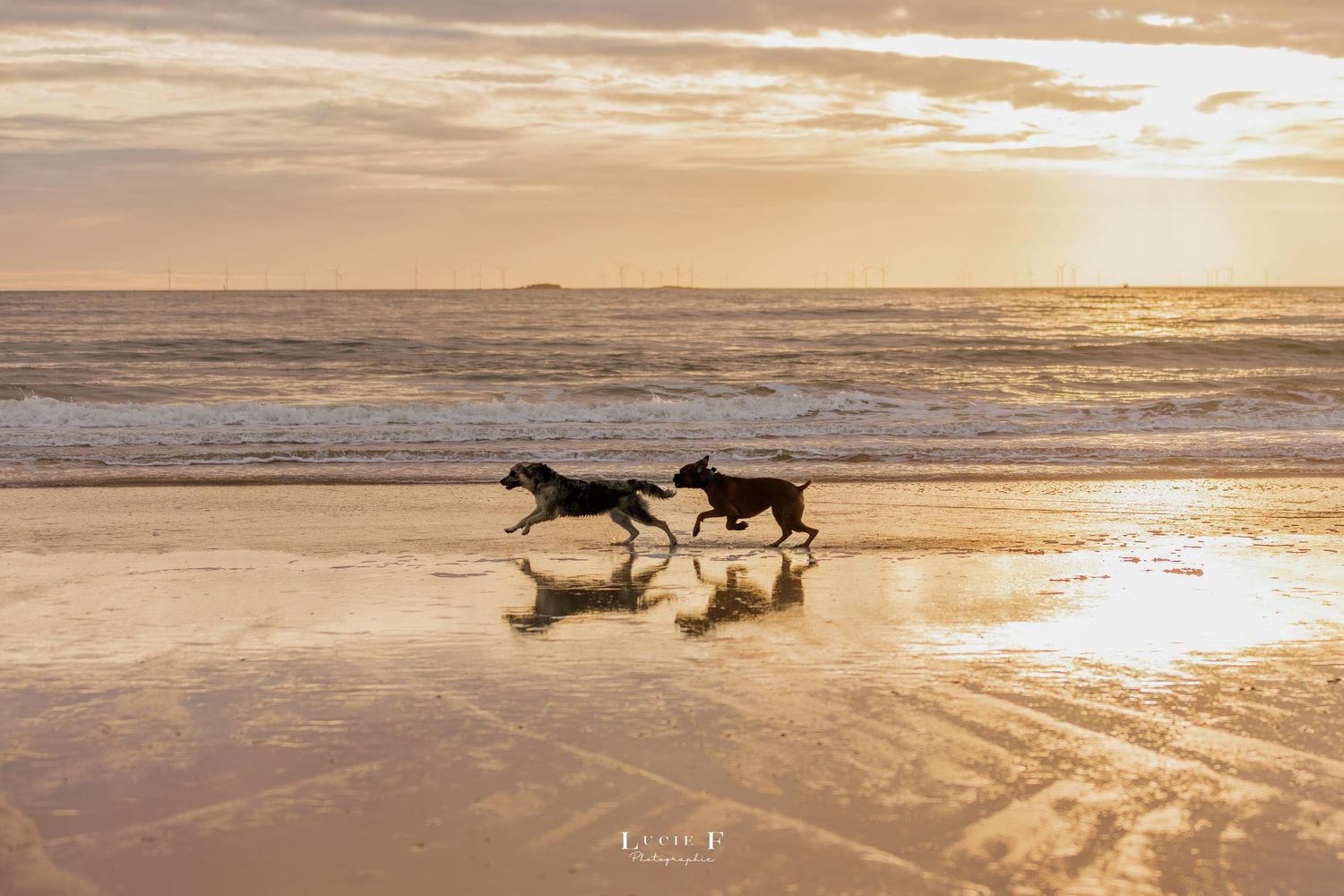 Dogs run and play together on a golden sandy beach at sunset with waves and glowing sunlight in the background.