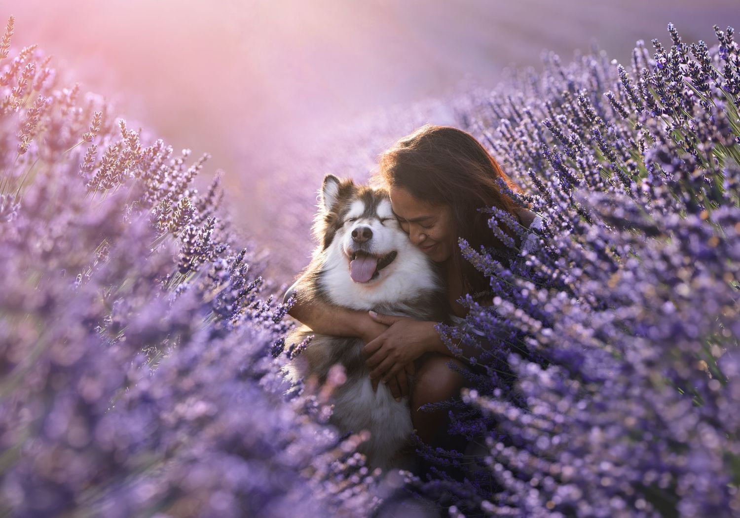 Girl hugging a fluffy dog in a blooming purple lavender field, bathed in soft golden sunlight.
