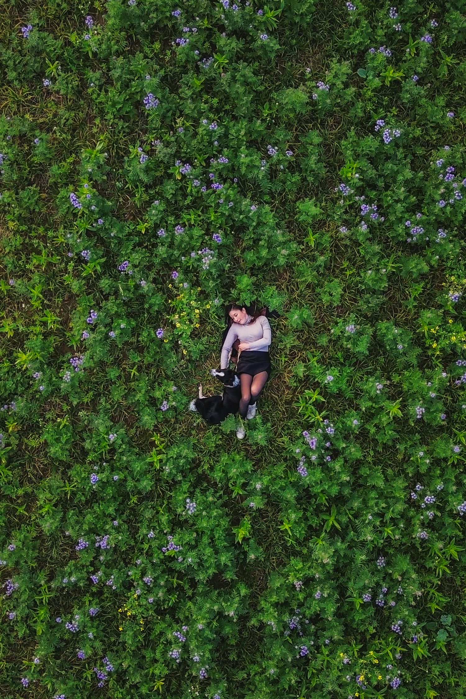 Aerial view of a woman lying in a lush green field of purple wildflowers with her black and white dog.