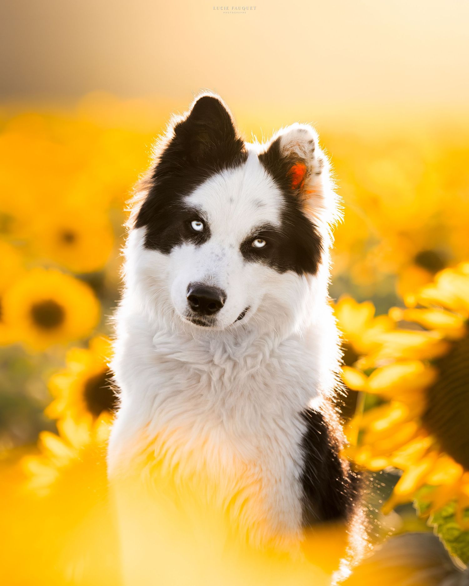 Black and white Border Collie puppy with blue eyes sitting among bright yellow sunflowers in golden hour light.
