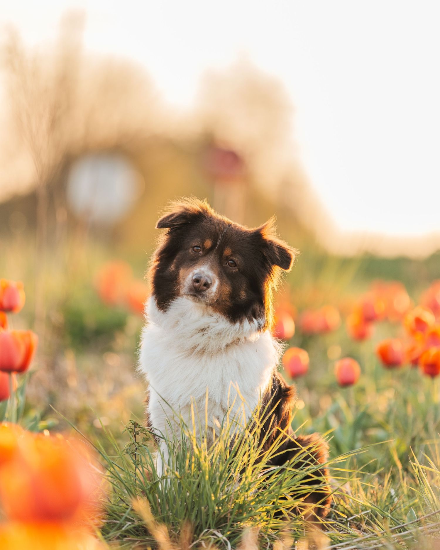 Séance photo dans les tulipes en Essonne