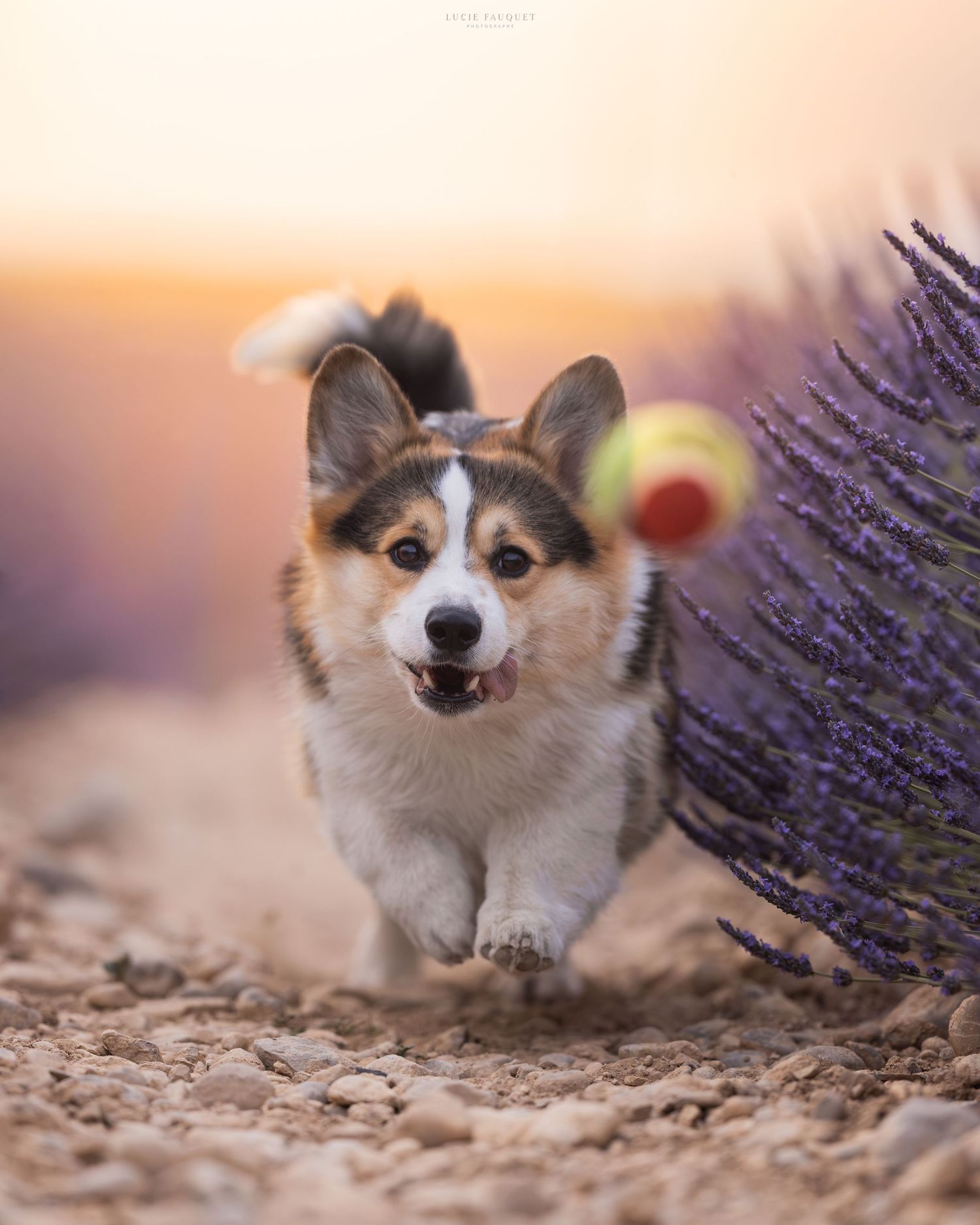 A happy Corgi runs through a lavender field at sunset, chasing a tennis ball with ears flopping and tongue out.