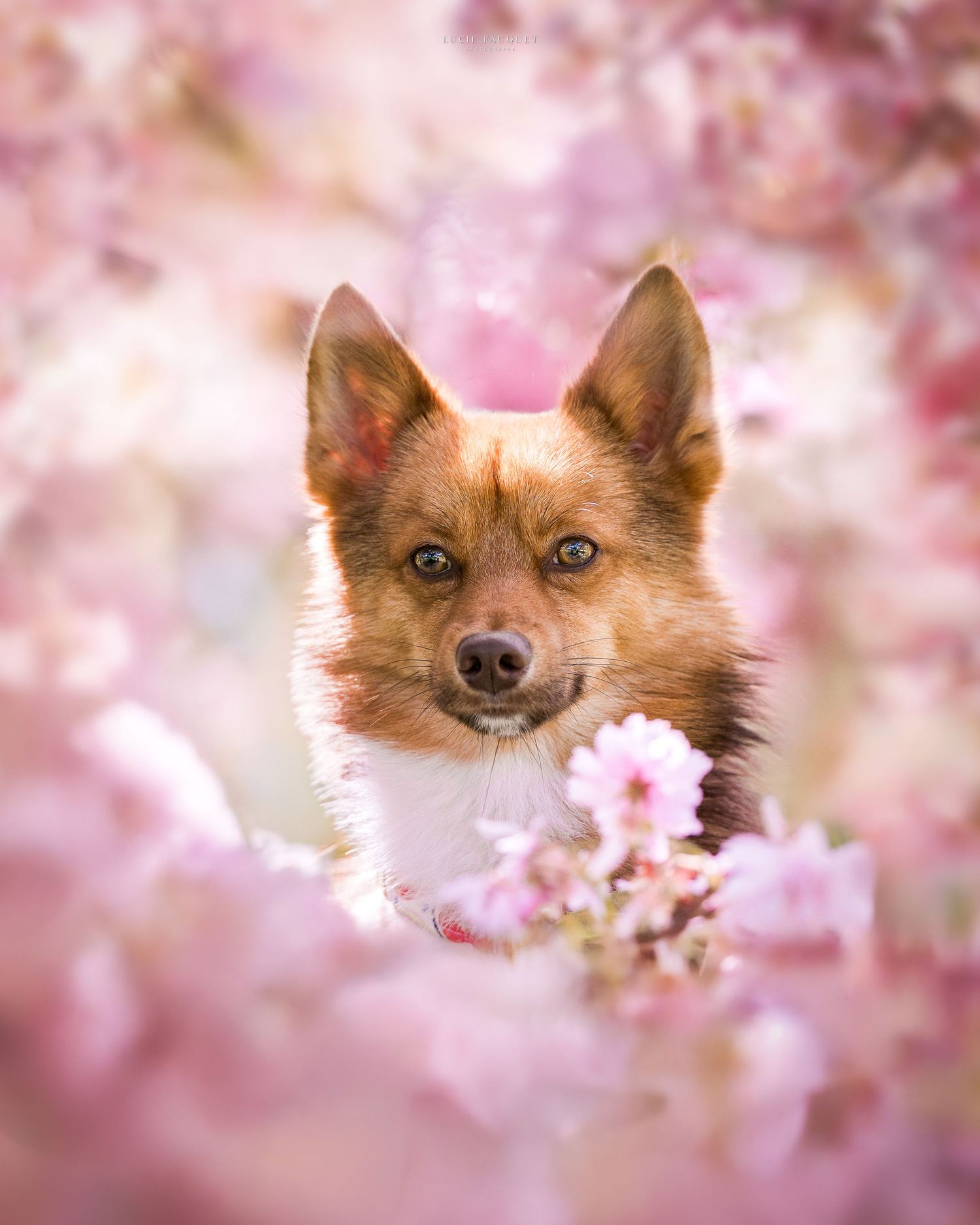 A red and white dog peers through blooming pink cherry blossom flowers in a soft, dreamy spring setting.