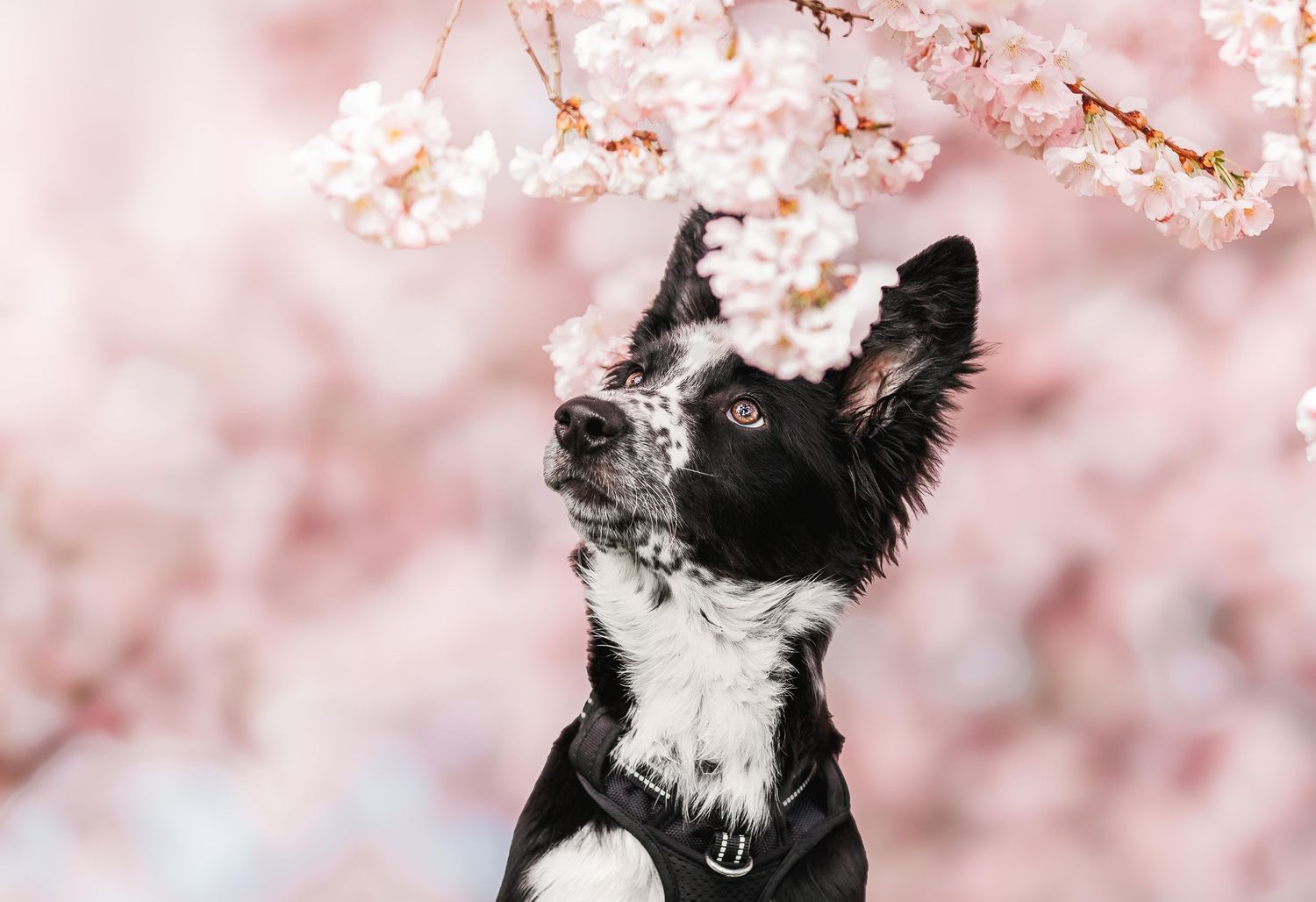 Black and white dog sitting under pink cherry blossom trees in spring.