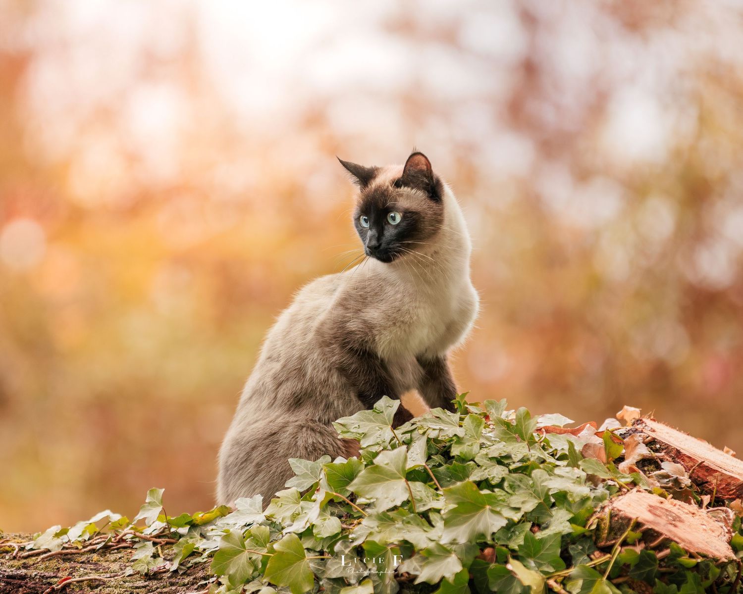 A Siamese cat sits atop a wooden fence surrounded by autumn foliage and ivy vines.