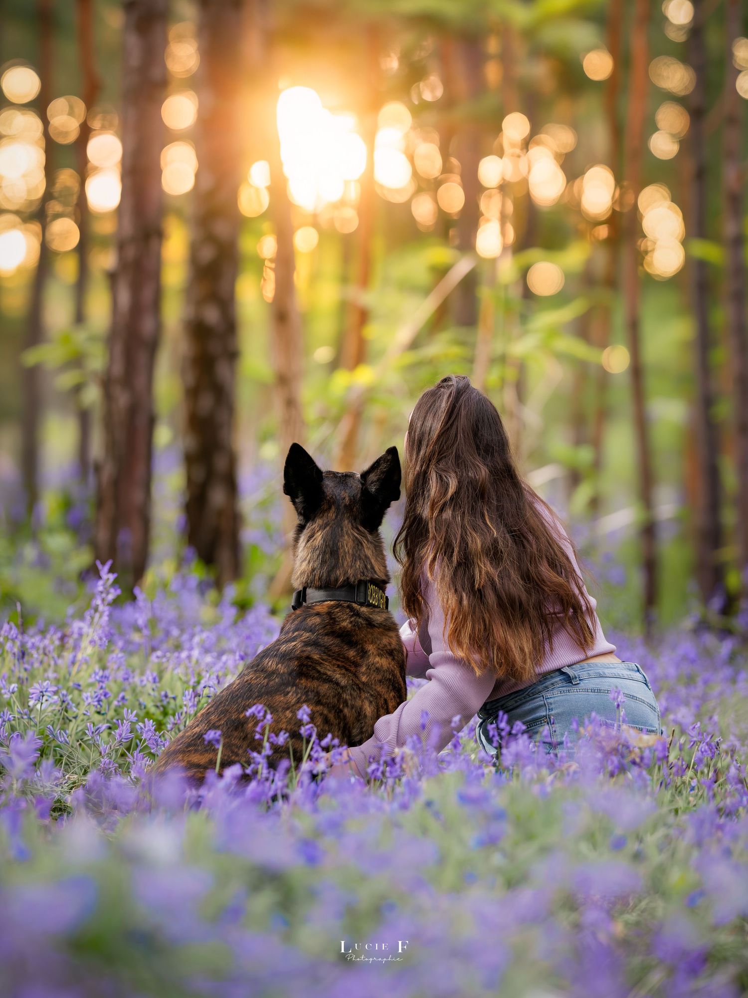 Girl and brindle dog sitting together in purple bluebell forest at golden sunset hour.