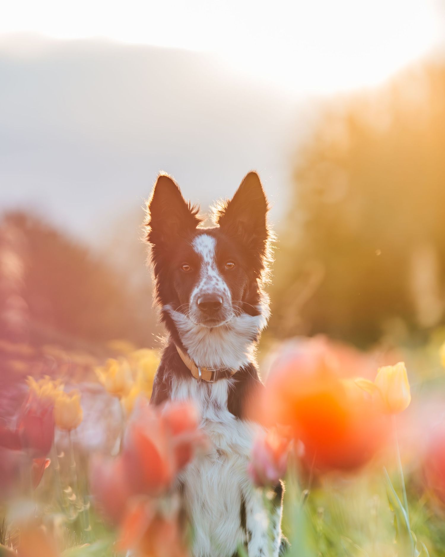 Séance photo dans les tulipes en Essonne