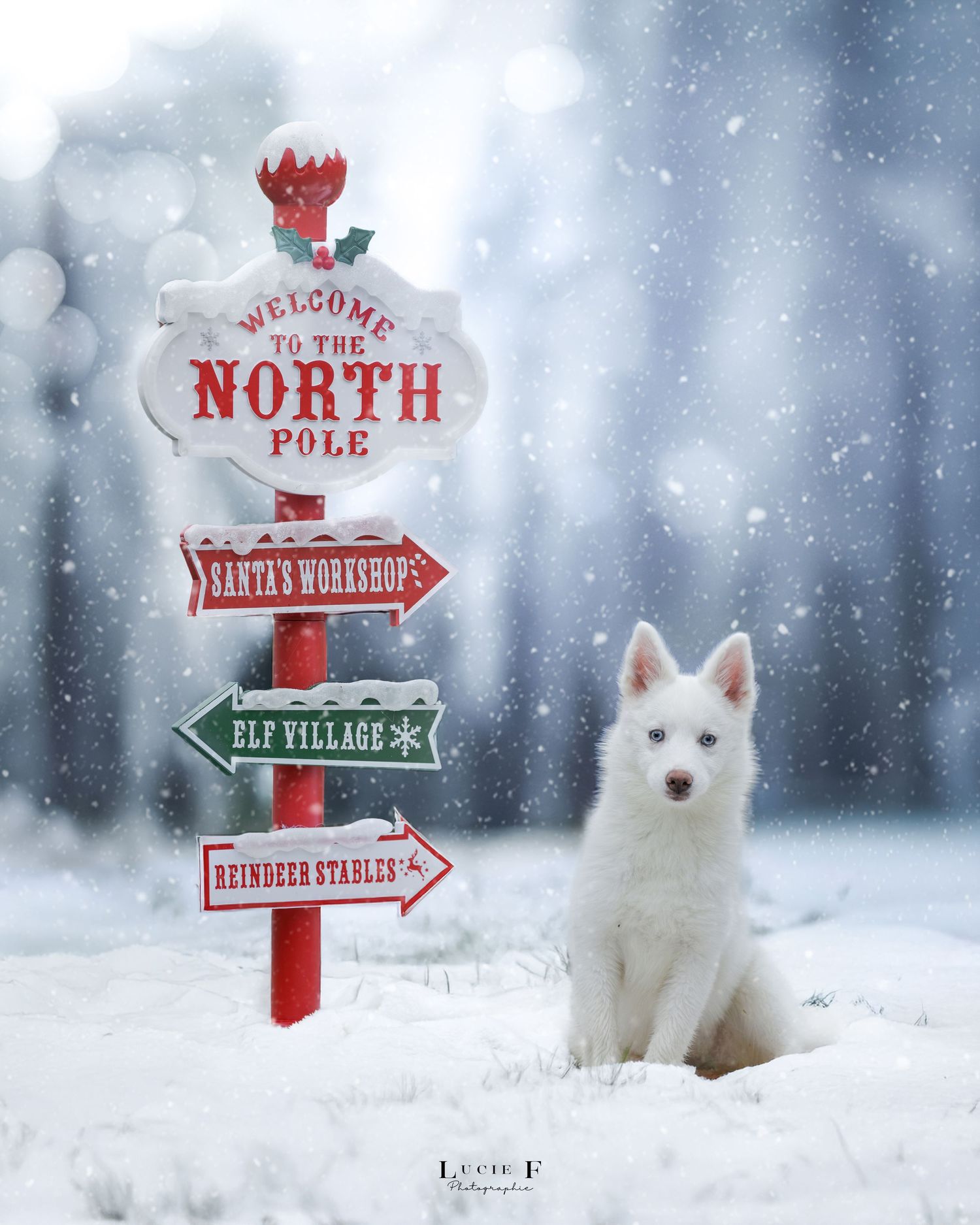 White husky puppy sitting in snow beside a festive North Pole sign with Santa's Workshop and Elf Village directions.