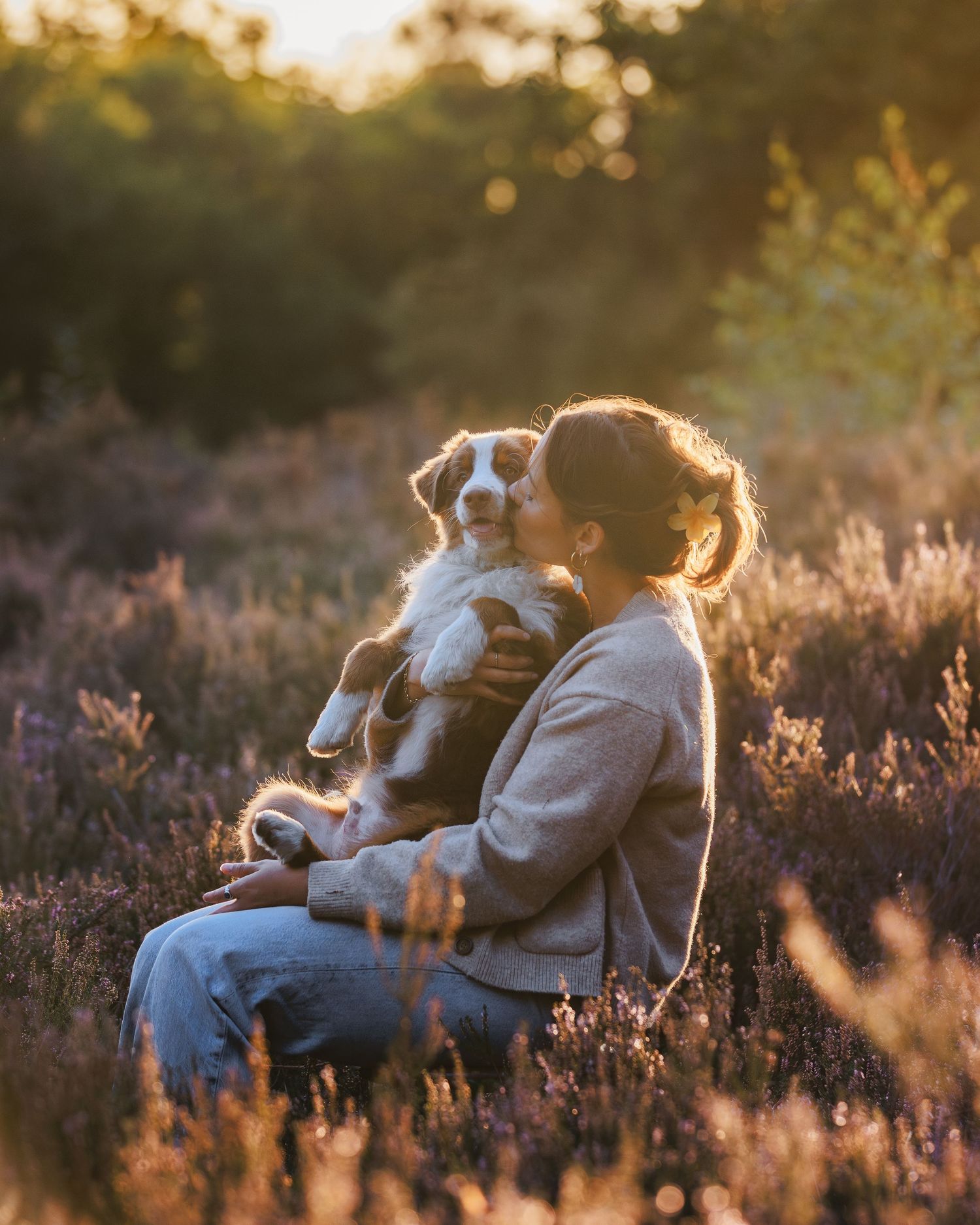 Australian shepherd dog cuddling in purple heather field during golden hour sunset.