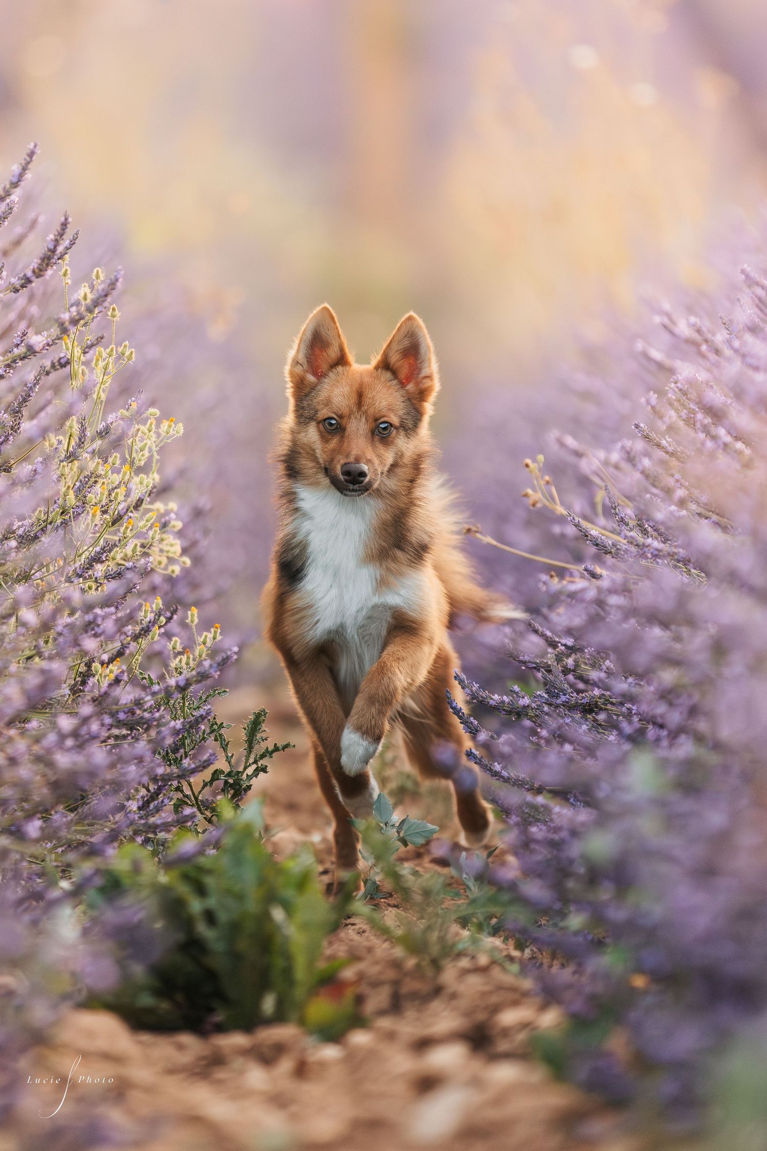 A Finnish Spitz dog leaping joyfully through a field of purple lavender.