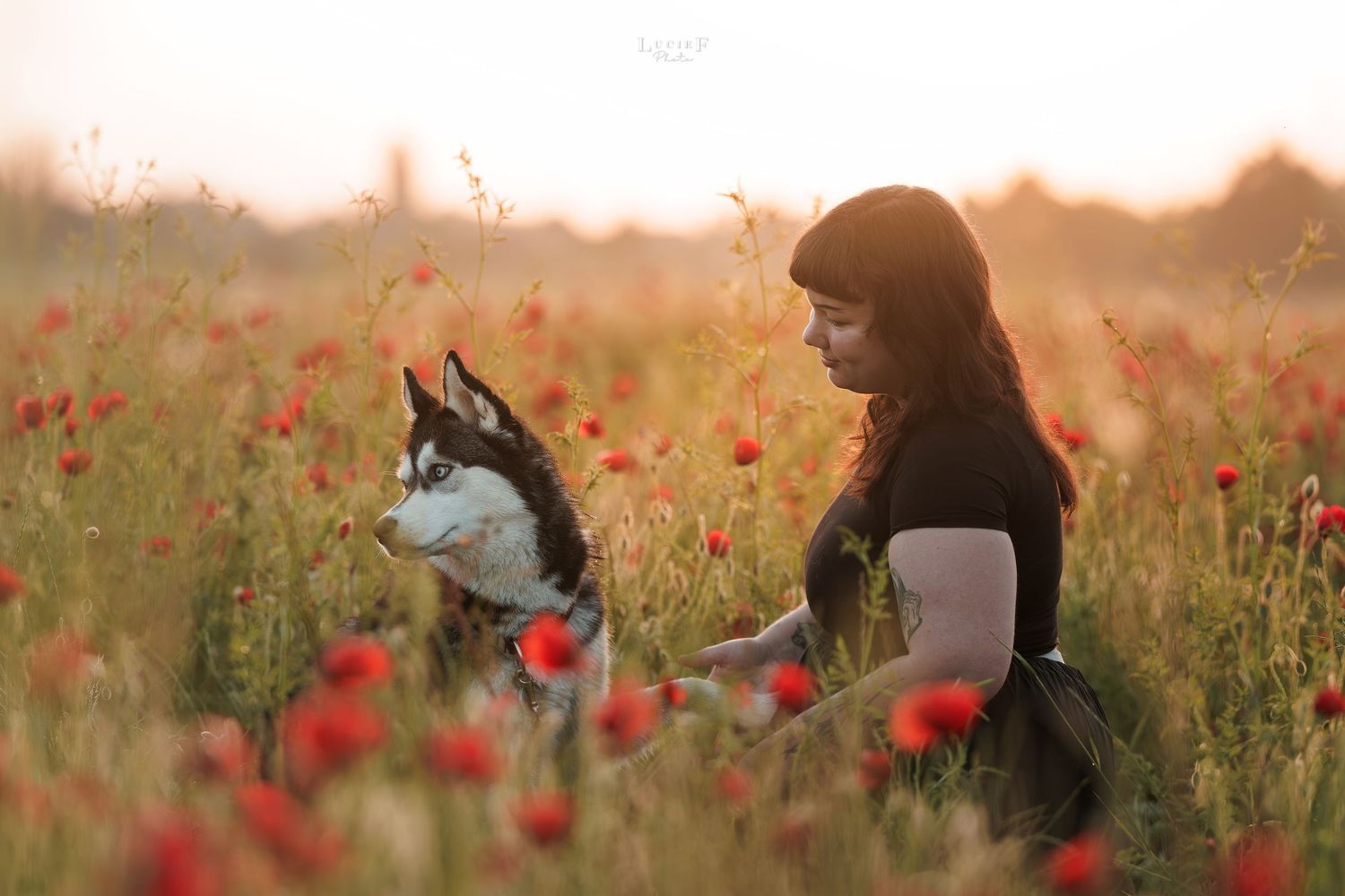 A young woman sits with a Siberian Husky in a vibrant red poppy field during golden hour sunset.