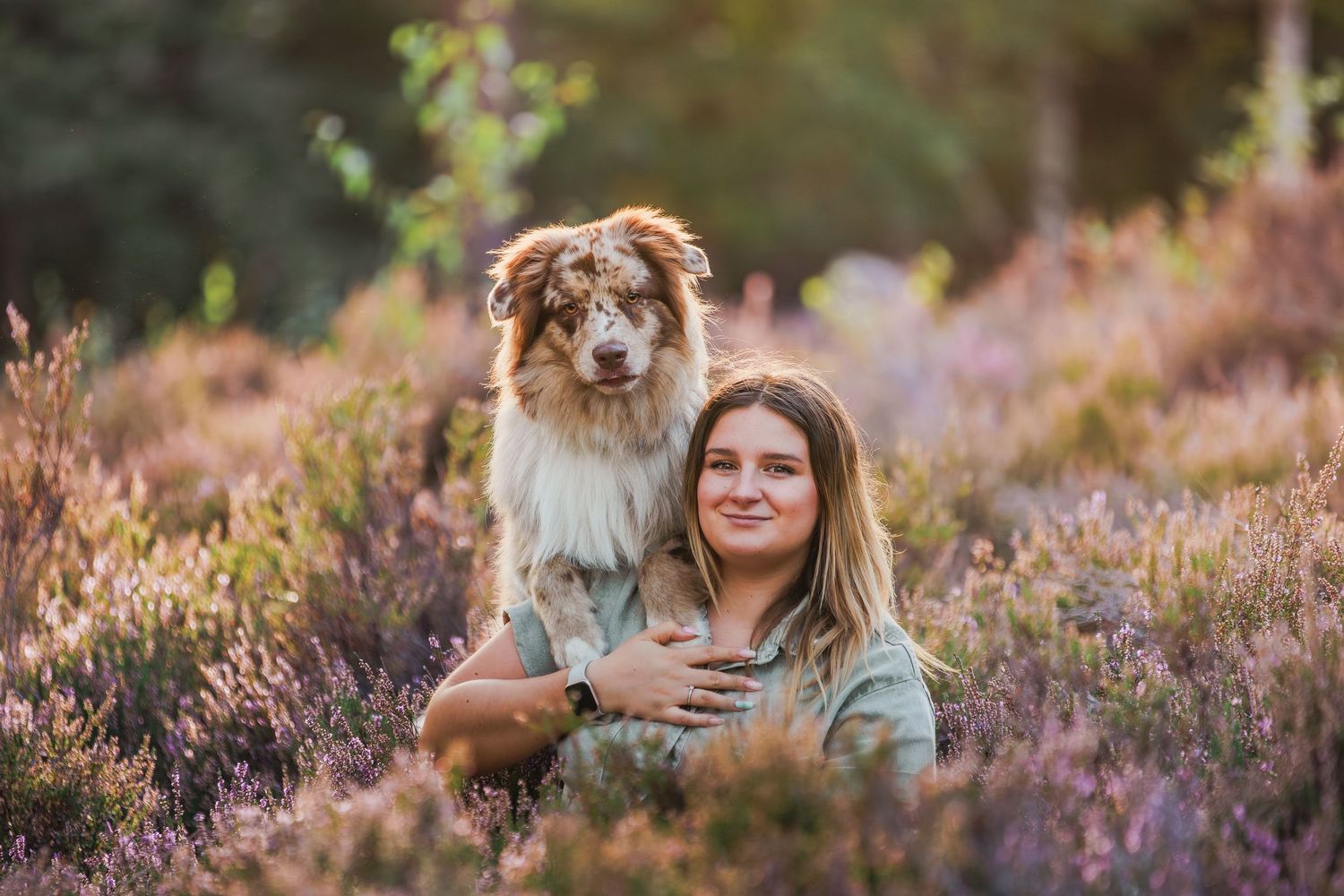 Dog sitting in field of purple heather flowers during sunset with a glowing natural backdrop.