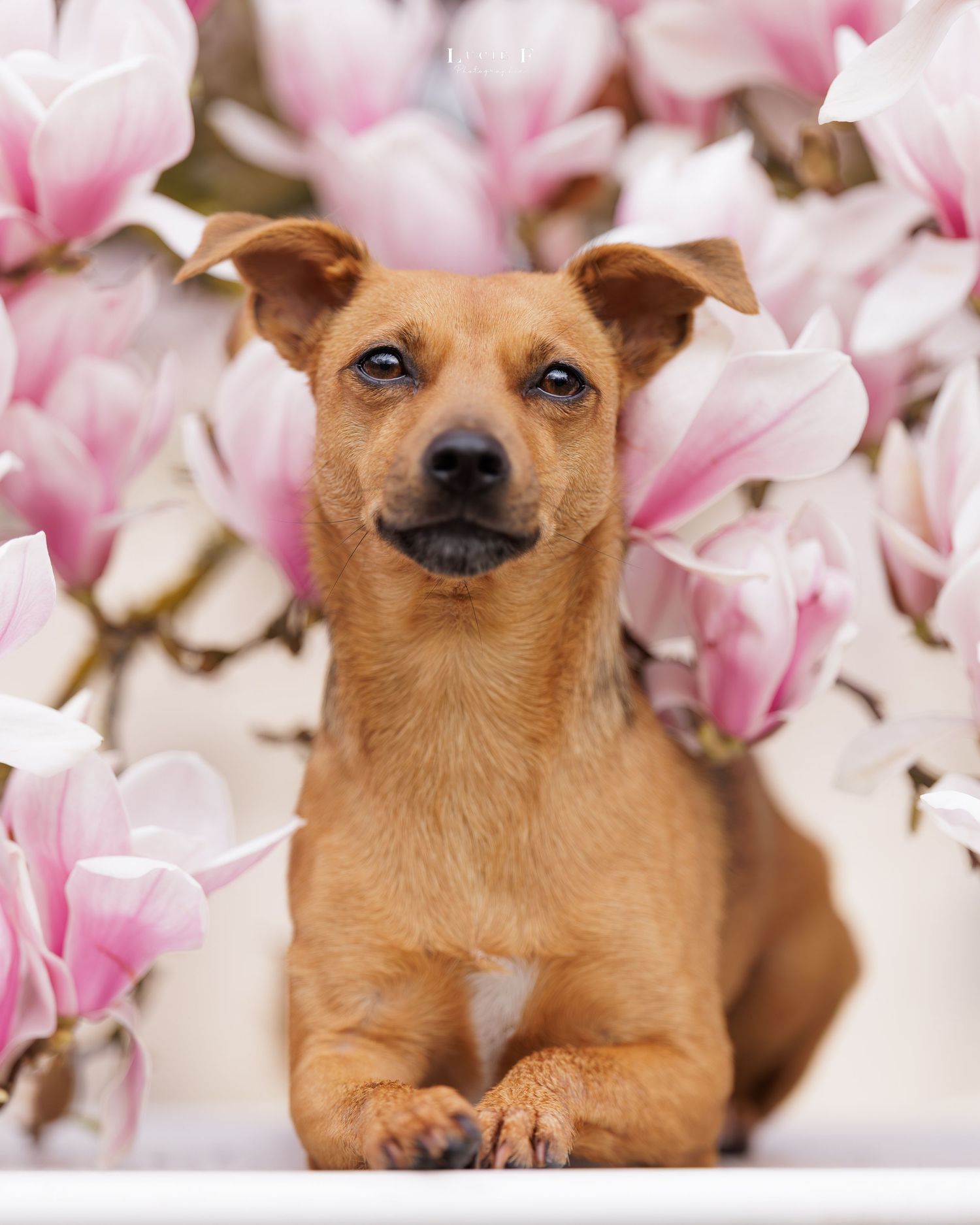 Small brown Chihuahua dog poses among delicate pink magnolia blossoms in a springtime portrait.
