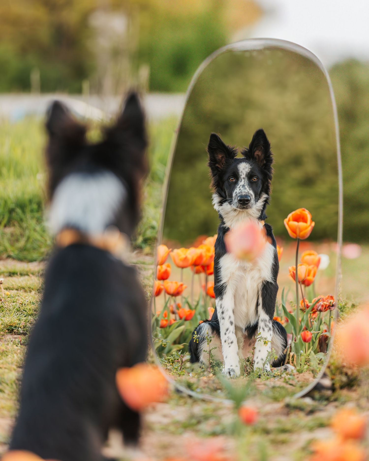 Séance photo dans les tulipes en Essonne