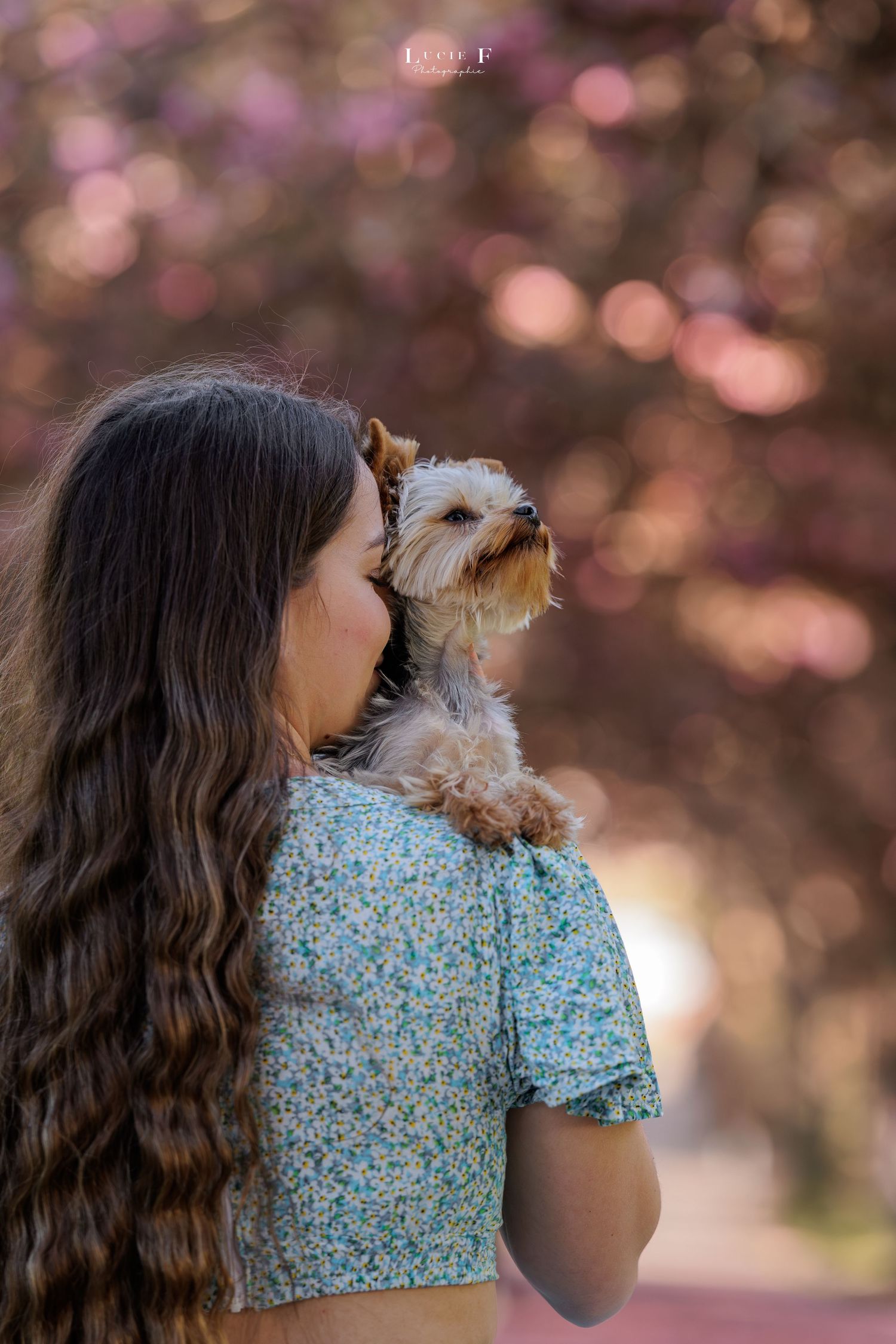 Young woman holding a small Yorkshire Terrier on her shoulder amid pink blossoming trees in a park.